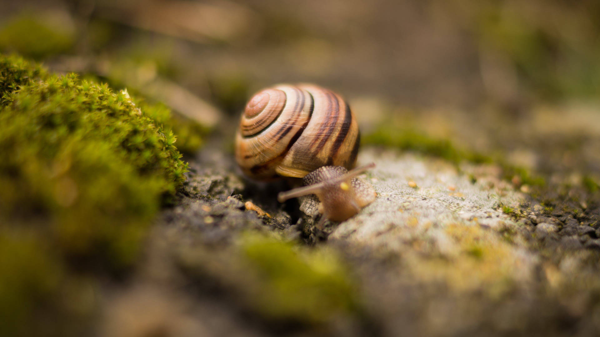 Brown Black Snails Background