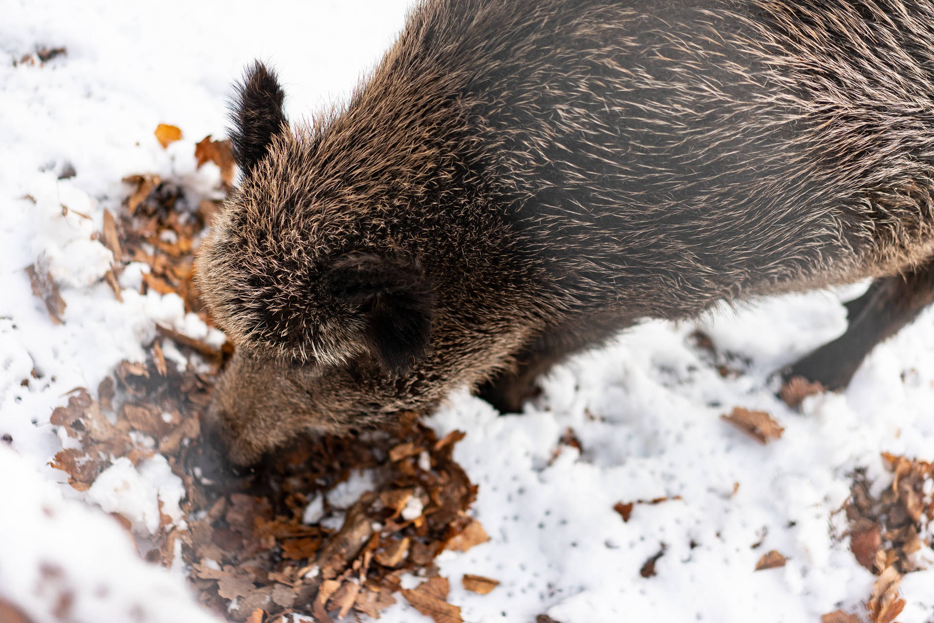 Brown Boar In The Snow Wild Animal Background
