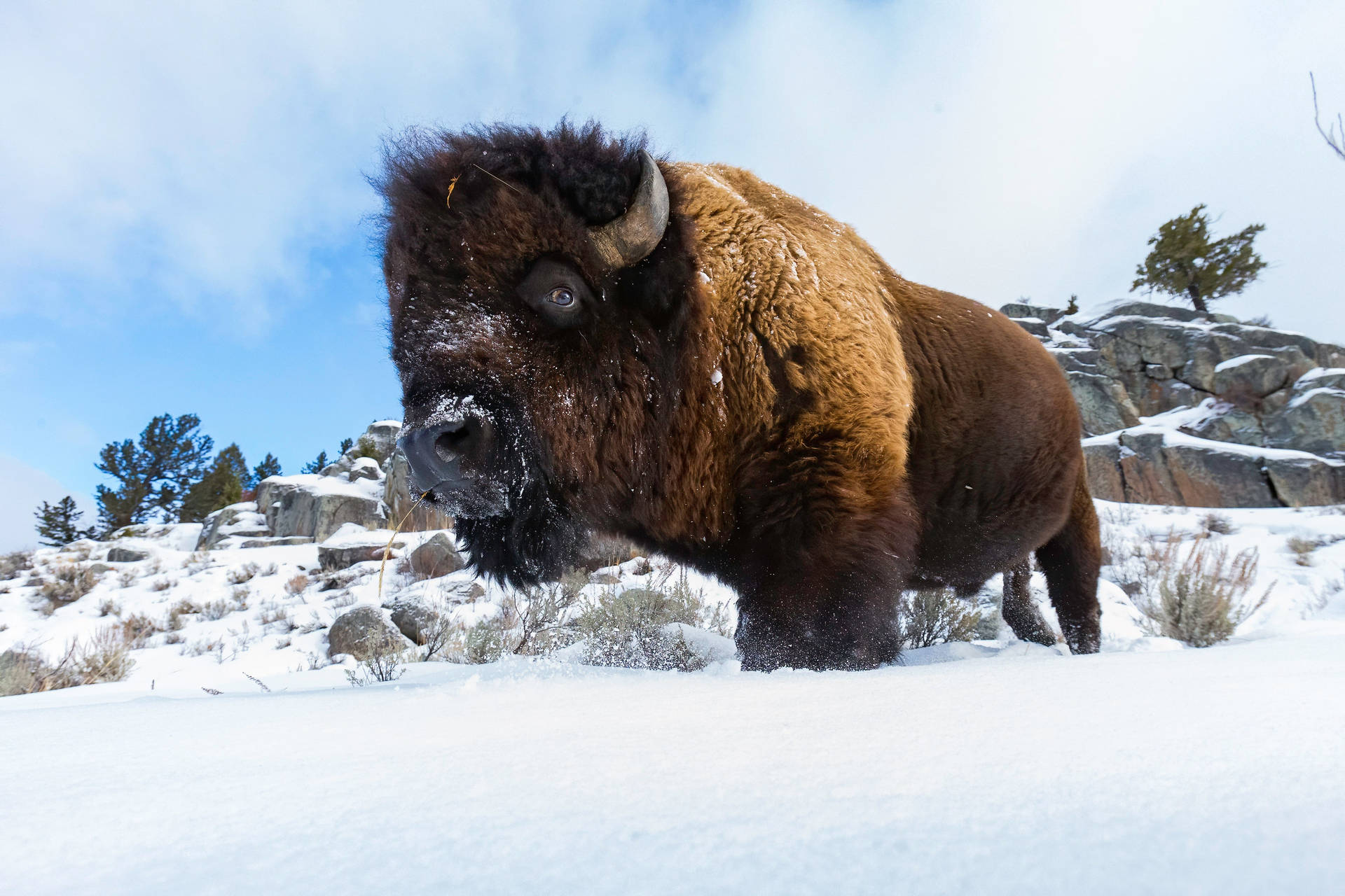 Brown Buffalo In Winter Snow Background