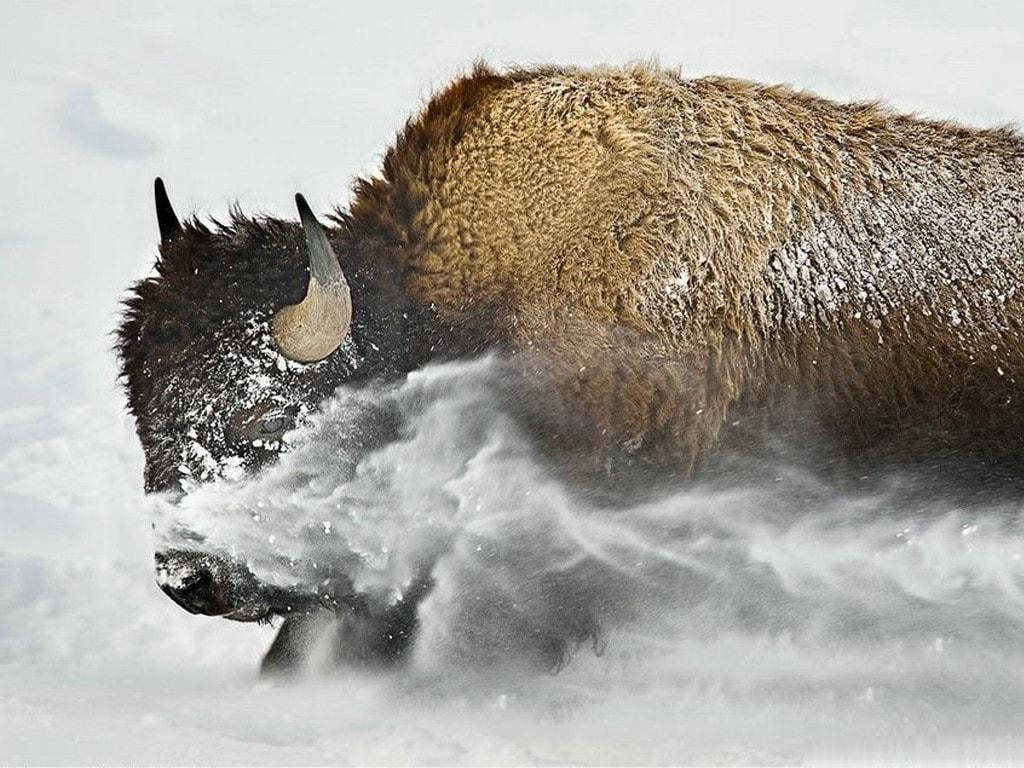 Brown Buffalo On Winter Background