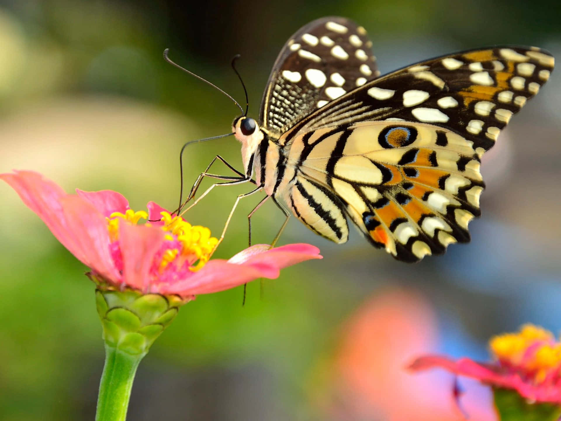 Brown Butterfly Insects Background