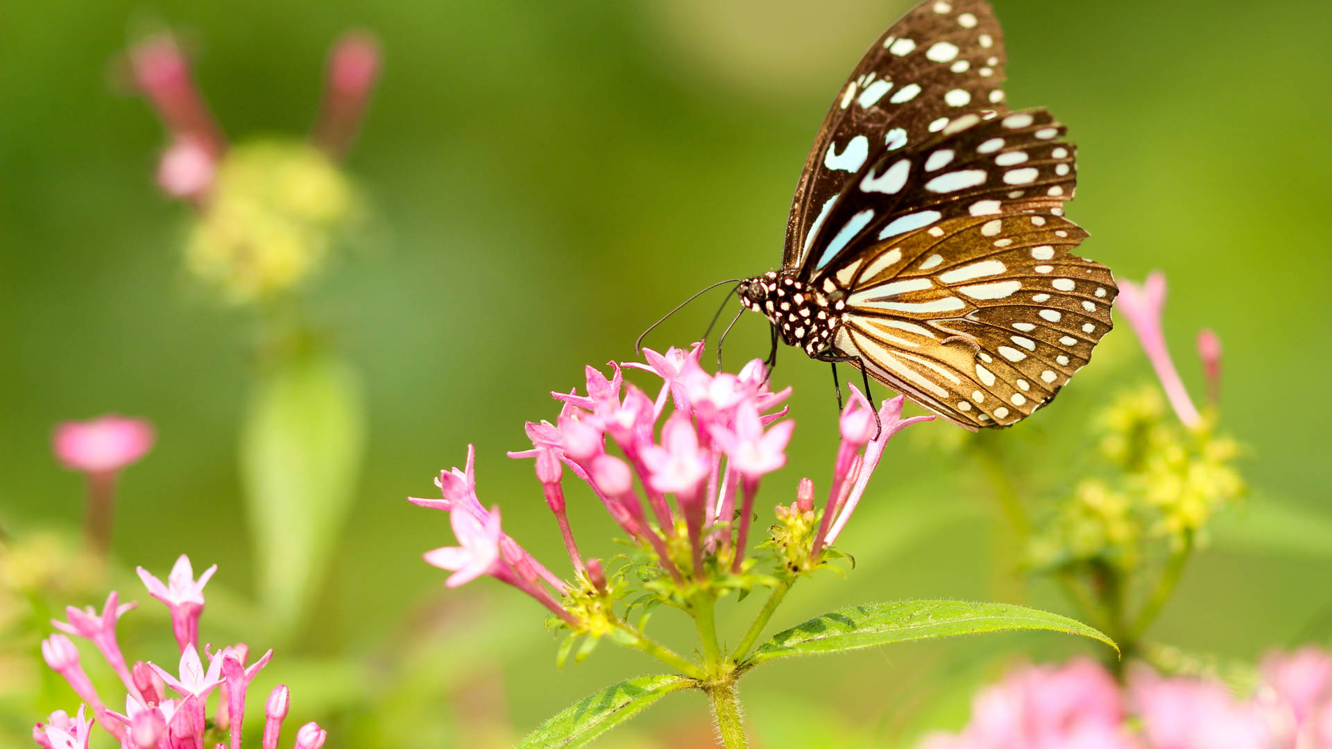 Brown Butterfly On Flower Background