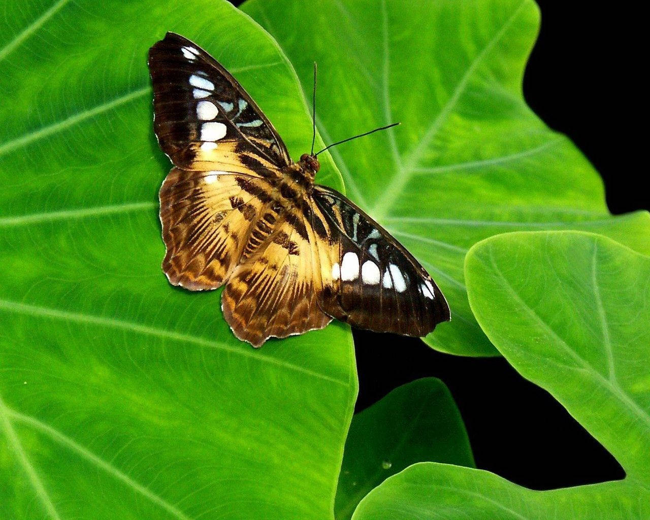 Brown Butterfly On Leaf Background
