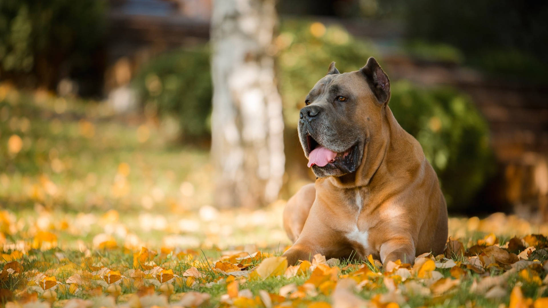 Brown Cane Corso In Autumn Background