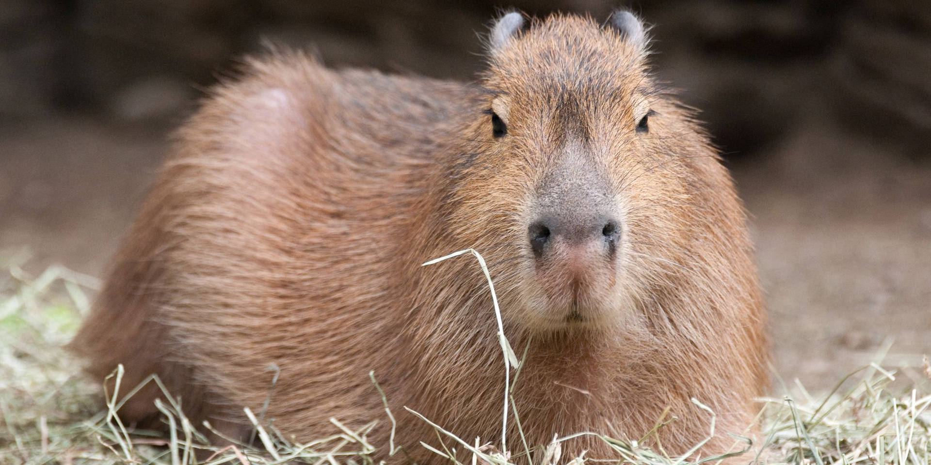 Brown Capybara Lying Down