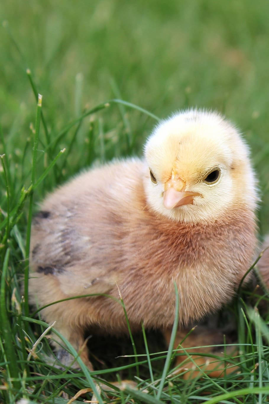 Brown Chick Background