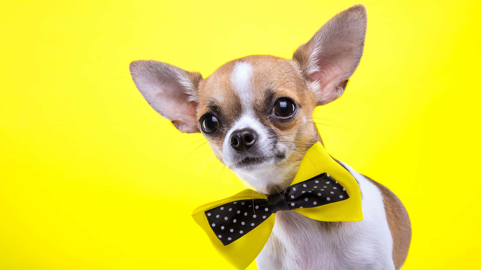 Brown Chihuahua Dog With Bowtie Background