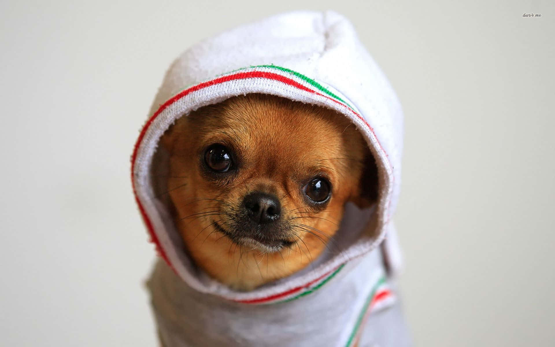 Brown Chihuahua Dog With Hood On Background