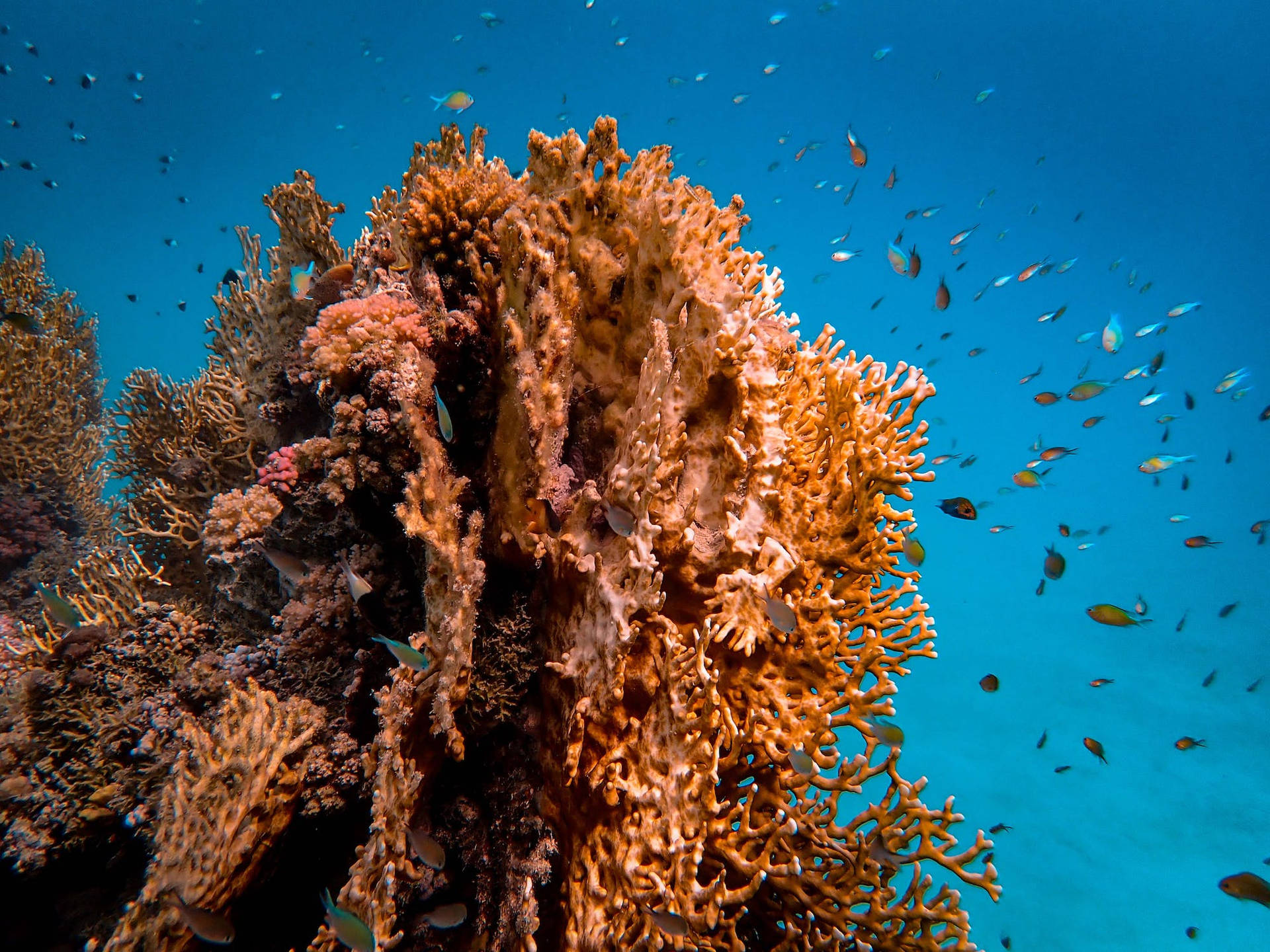 Brown Coral Background