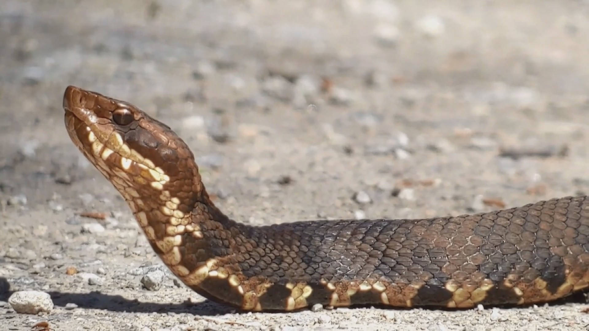 Brown Cottonmouth Looking Up