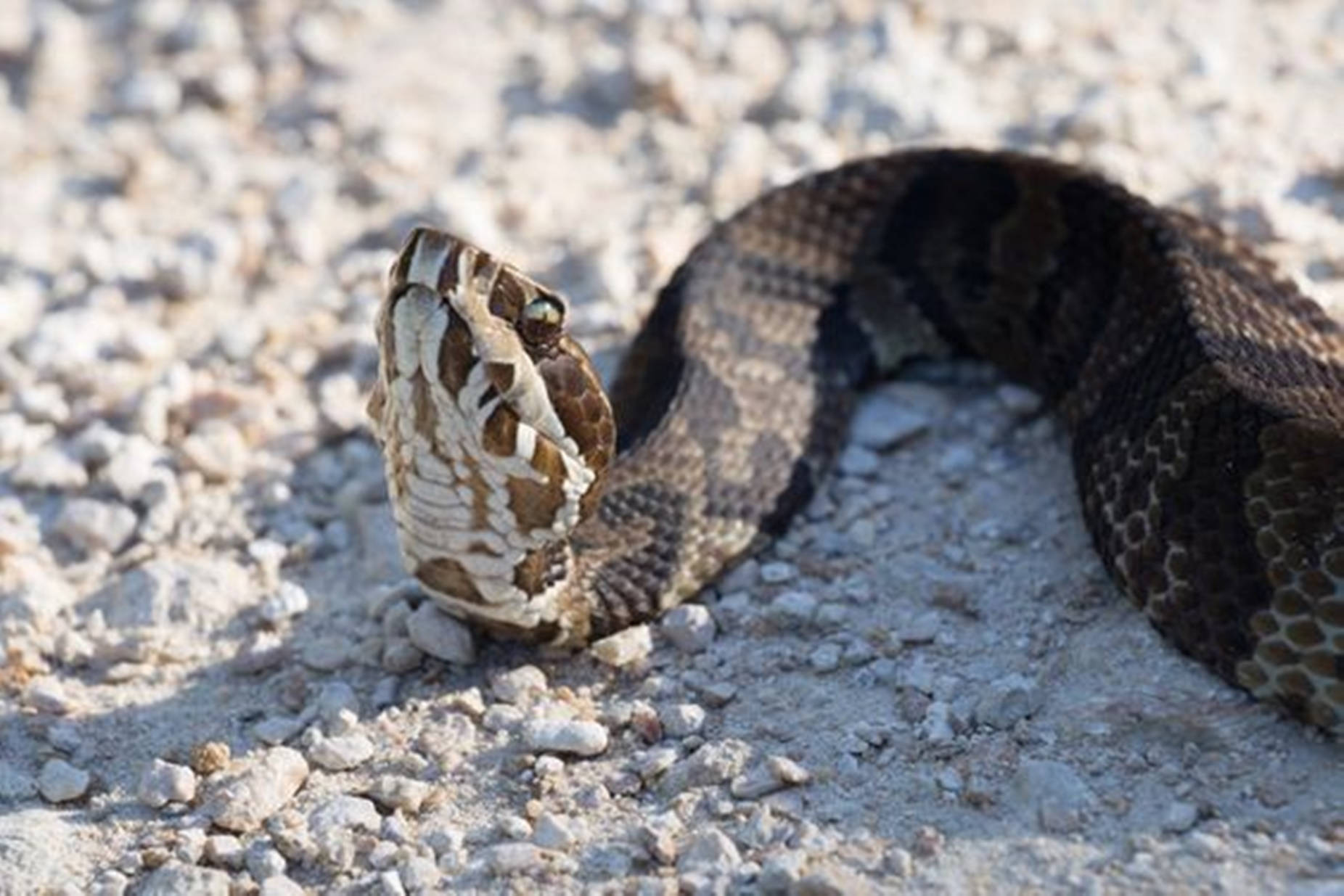 Brown Cottonmouth Water Moccasin Background