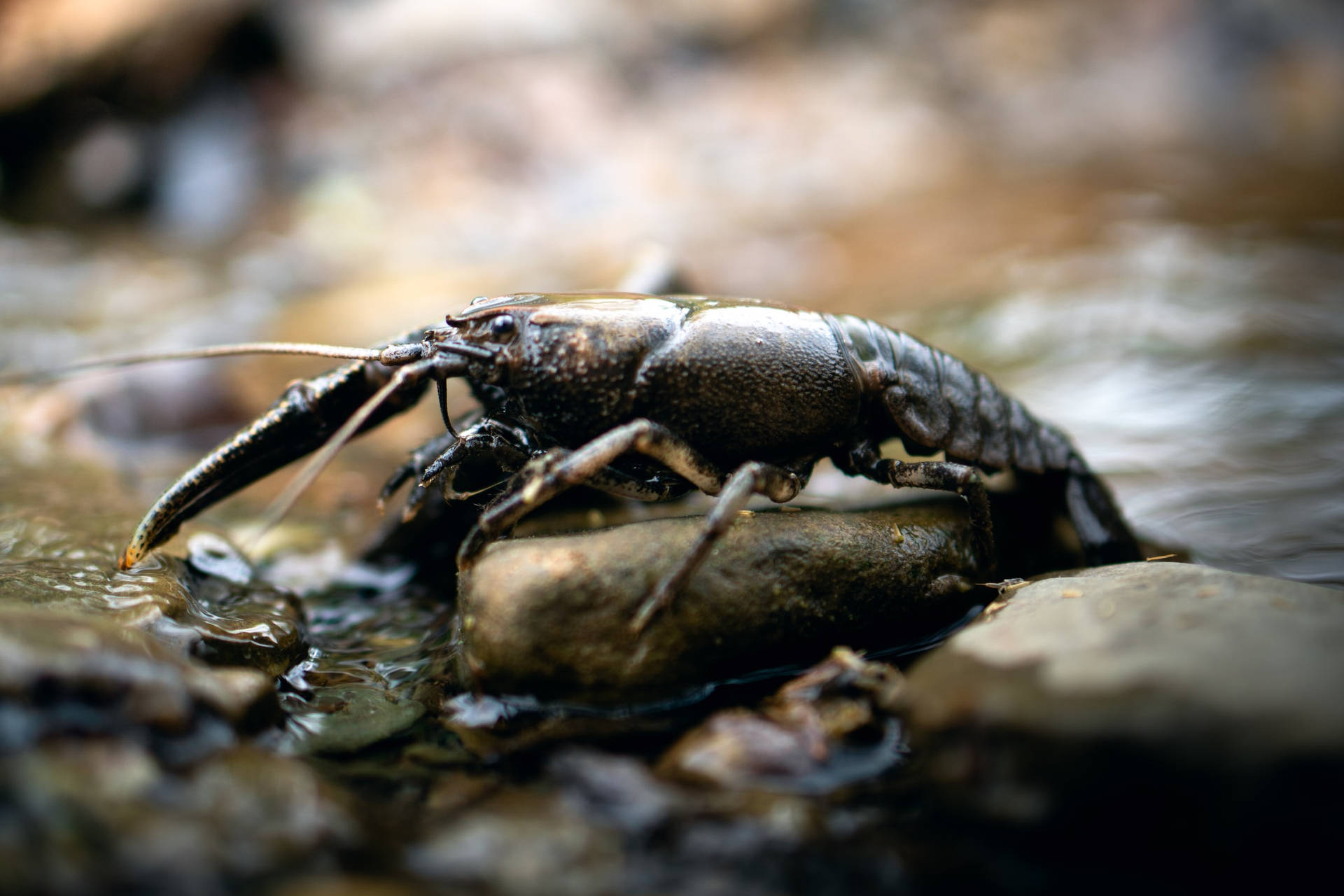 Brown Crayfish In Lake Rocks Background