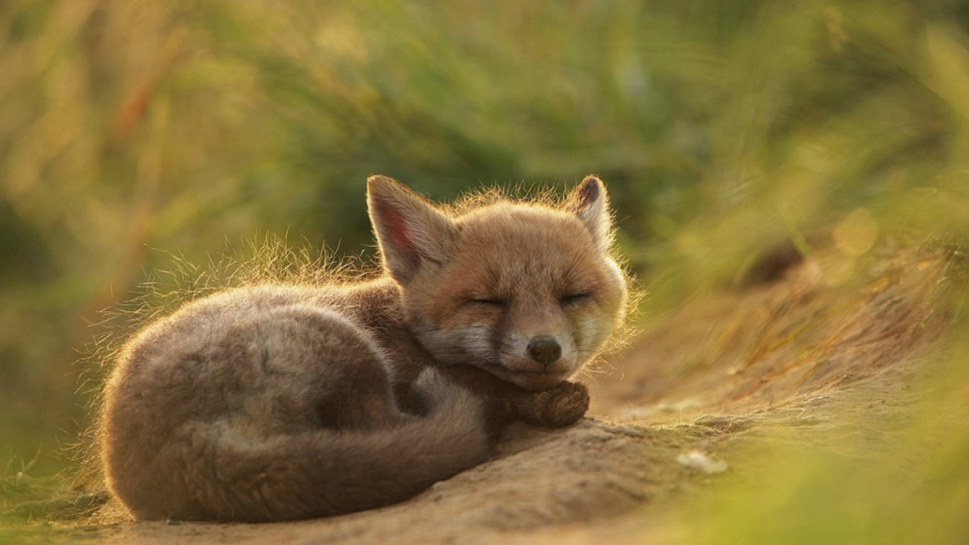 Brown Cute Kawaii Fox Background