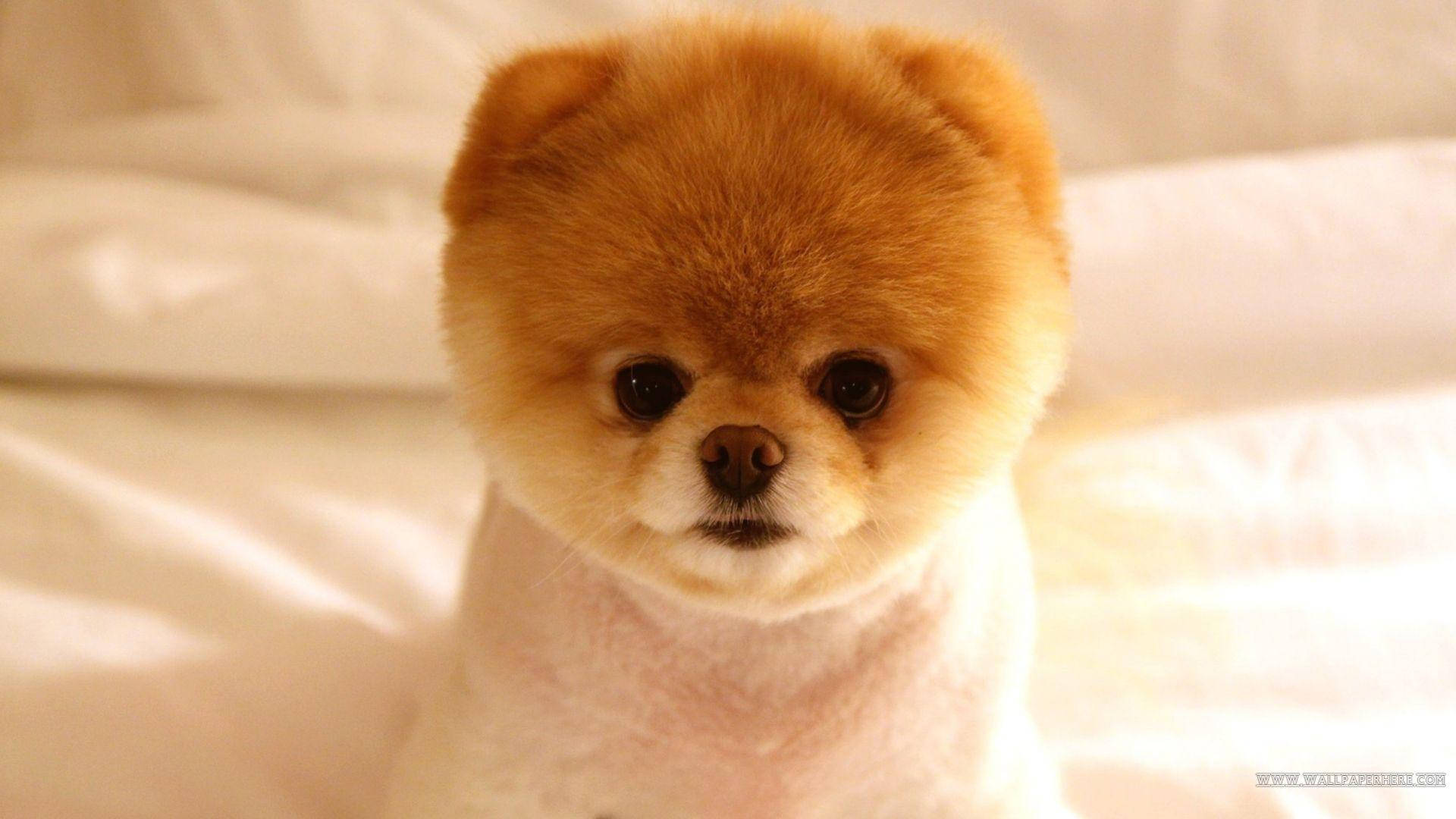 Brown Cute Pomeranian Puppy Background