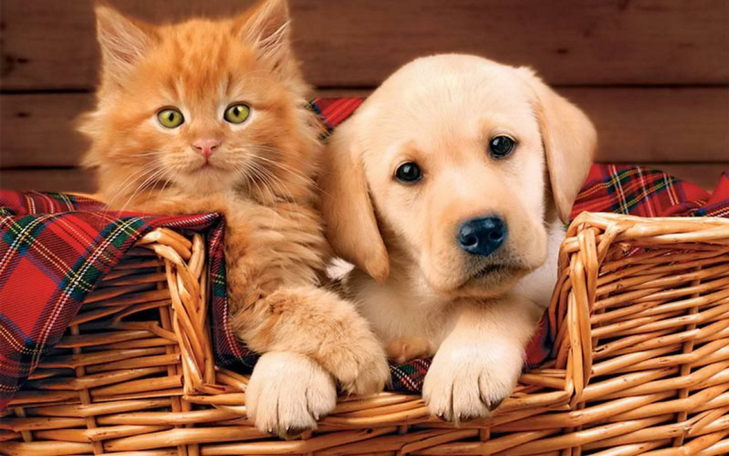 Brown Cute Puppy With Kitten Background