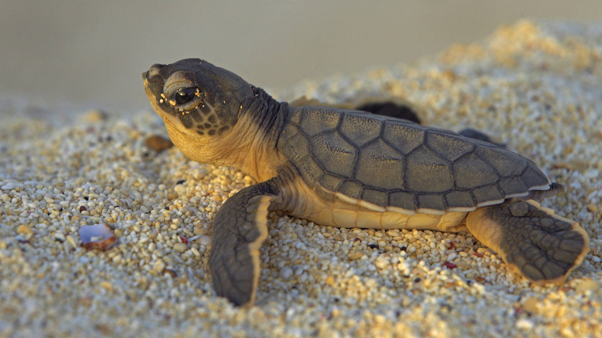 Brown Cute Turtle On Sand Background