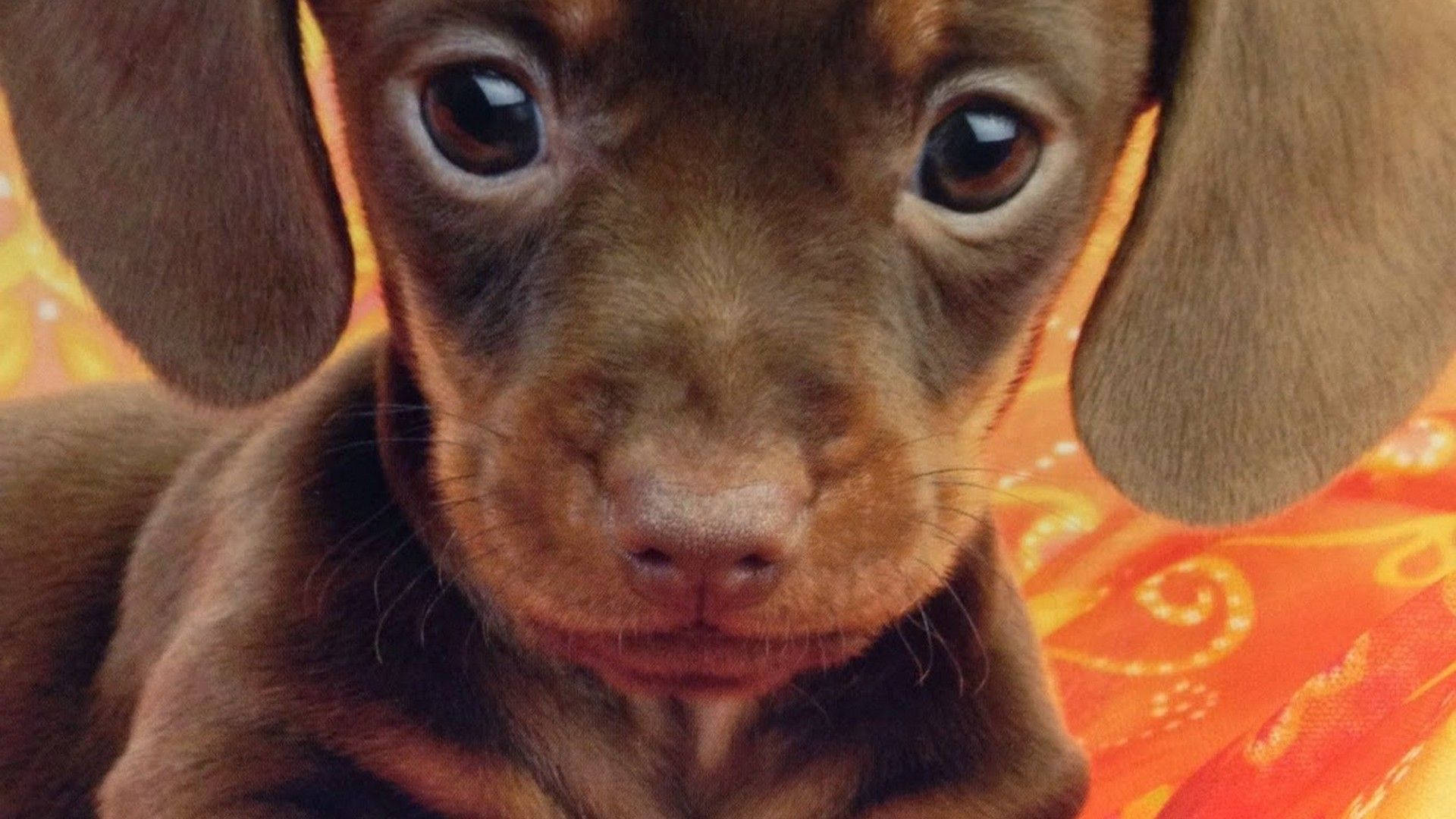 Brown Dachshund Puppy Desktop Background