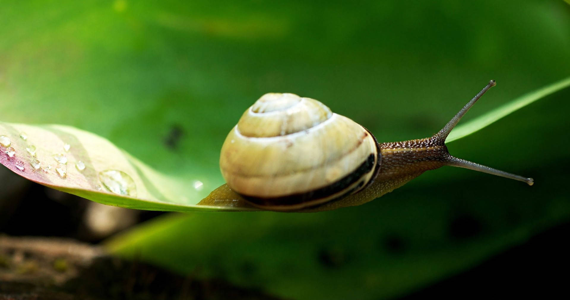 Brown Decollate Snail