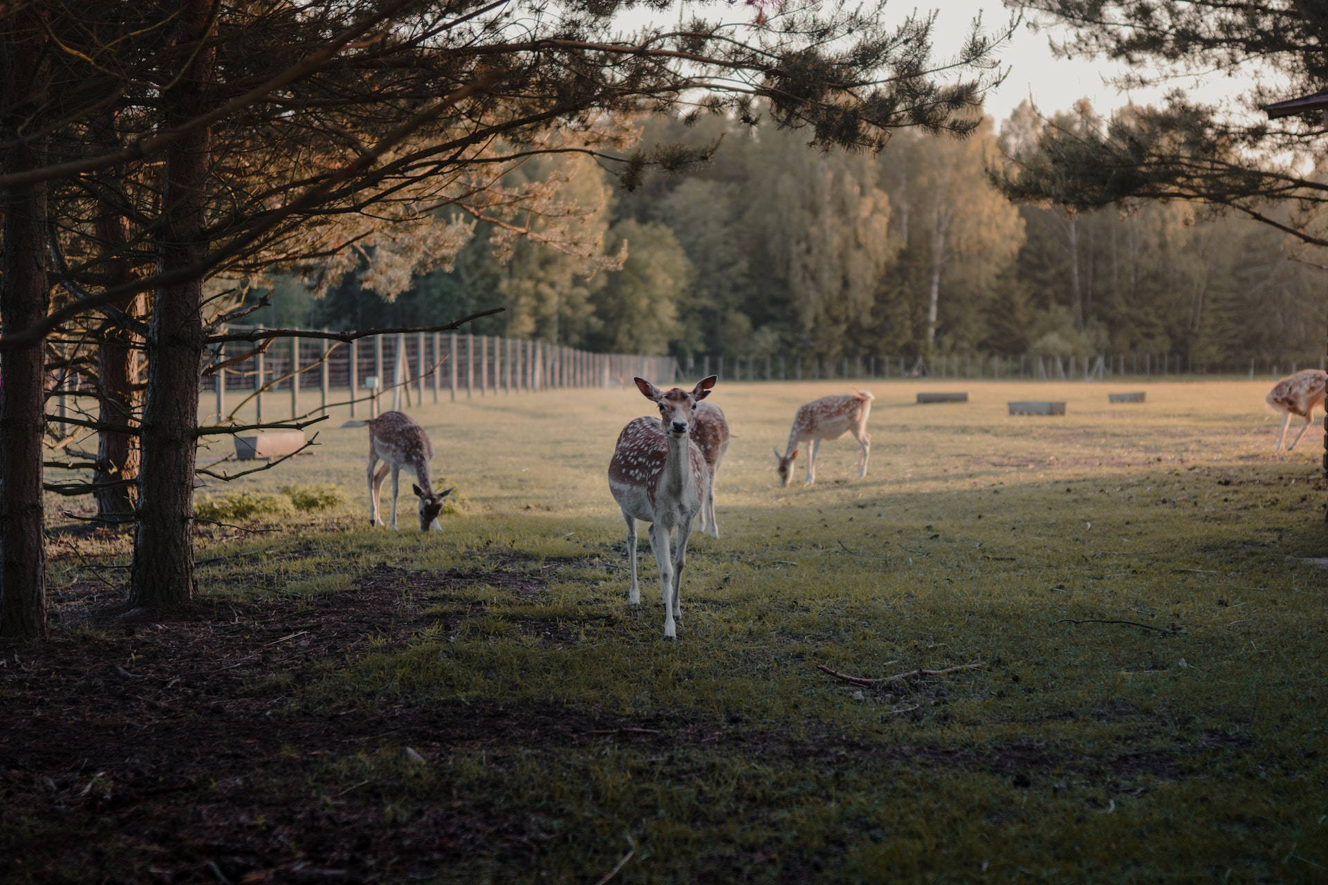 Brown Deer Animals On Green Grass Farm