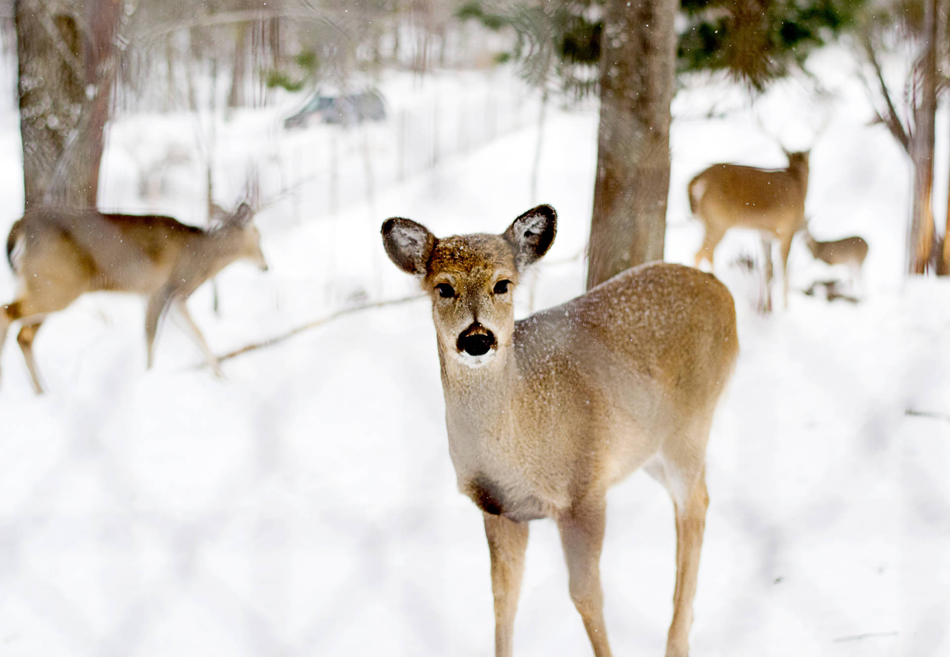 Brown Deer In Cool Winter Background