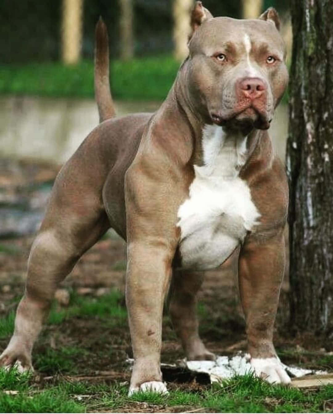 Brown Dog Pitbull