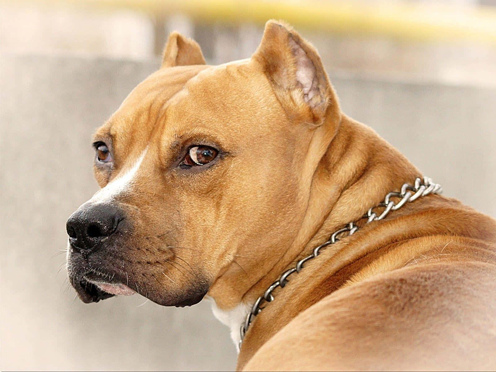 Brown Dog Pitbull Looking Back