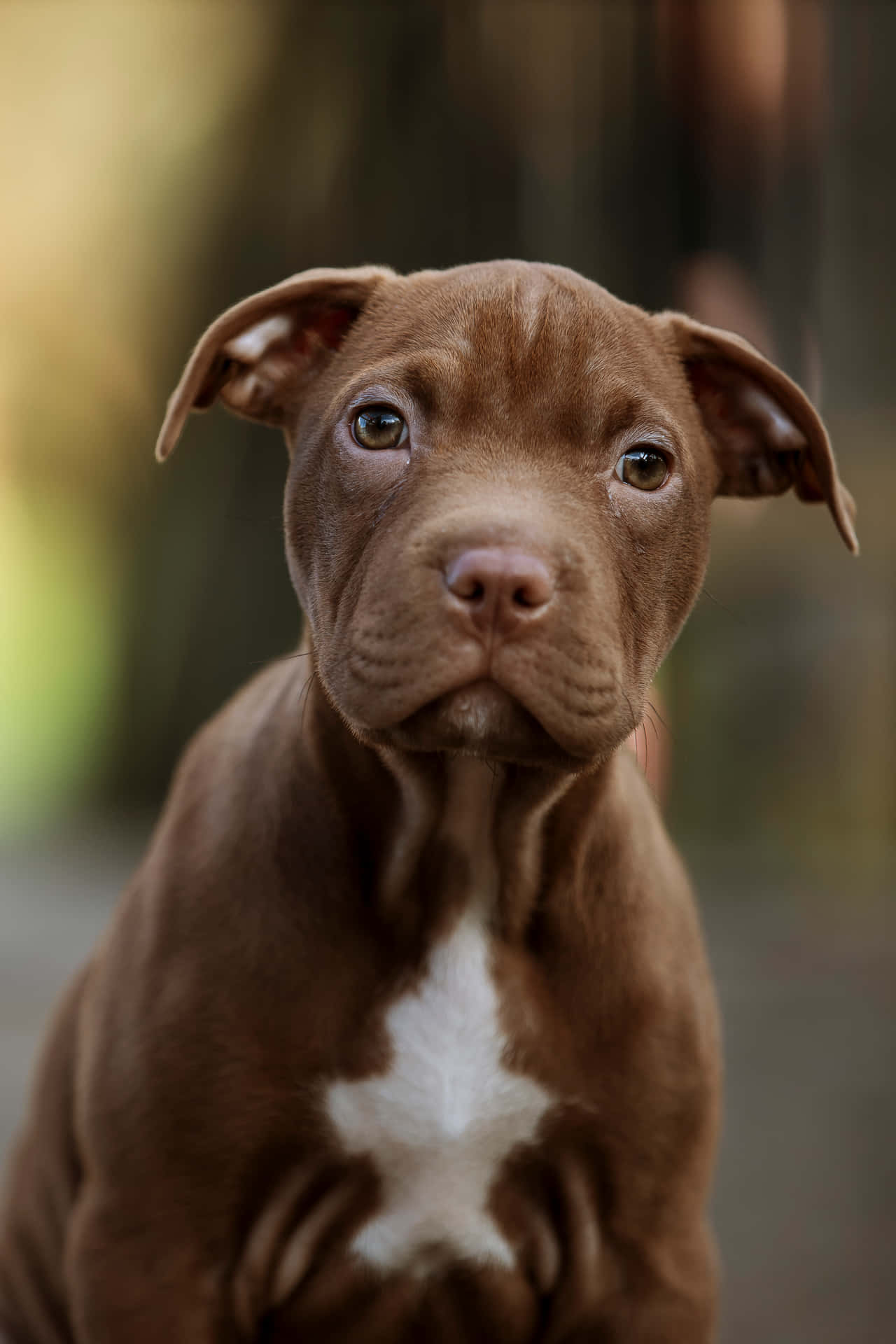 Brown Dog Pitbull Puppy Background