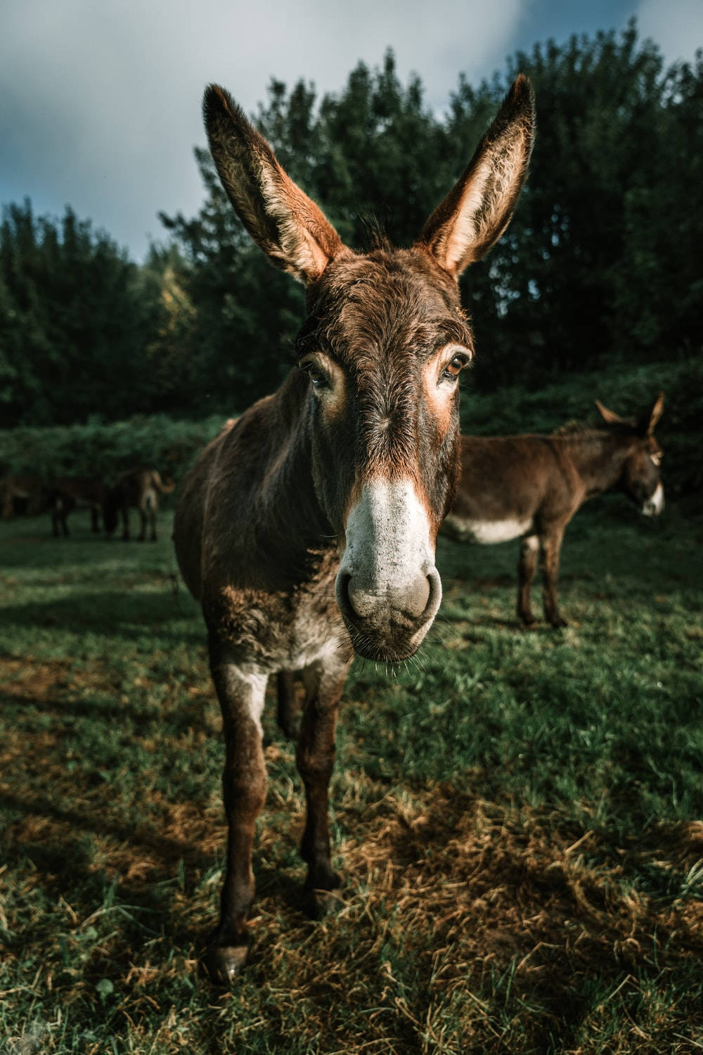 Brown Donkey In The Forest Background
