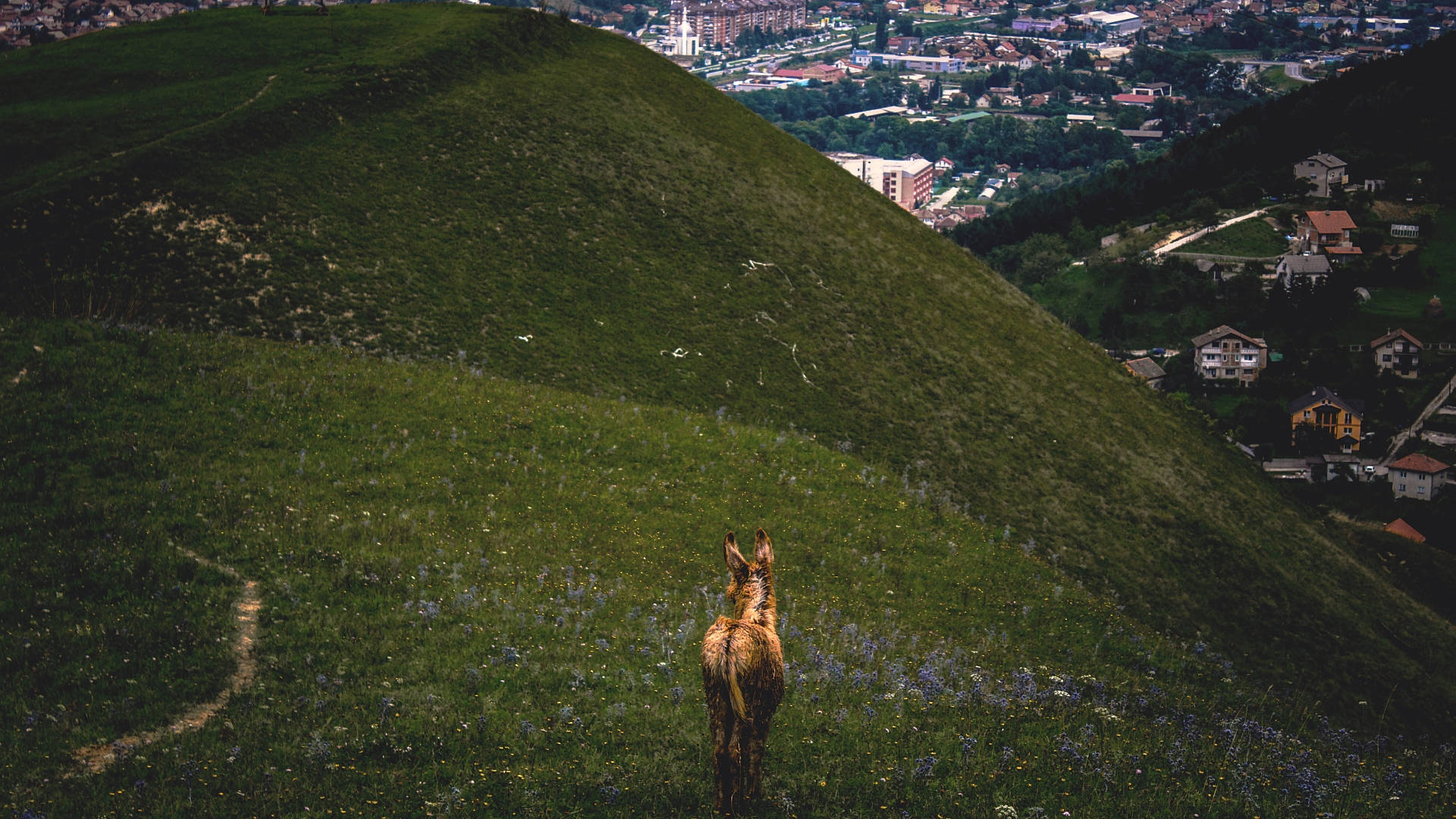 Brown Donkey On The Hillside Background