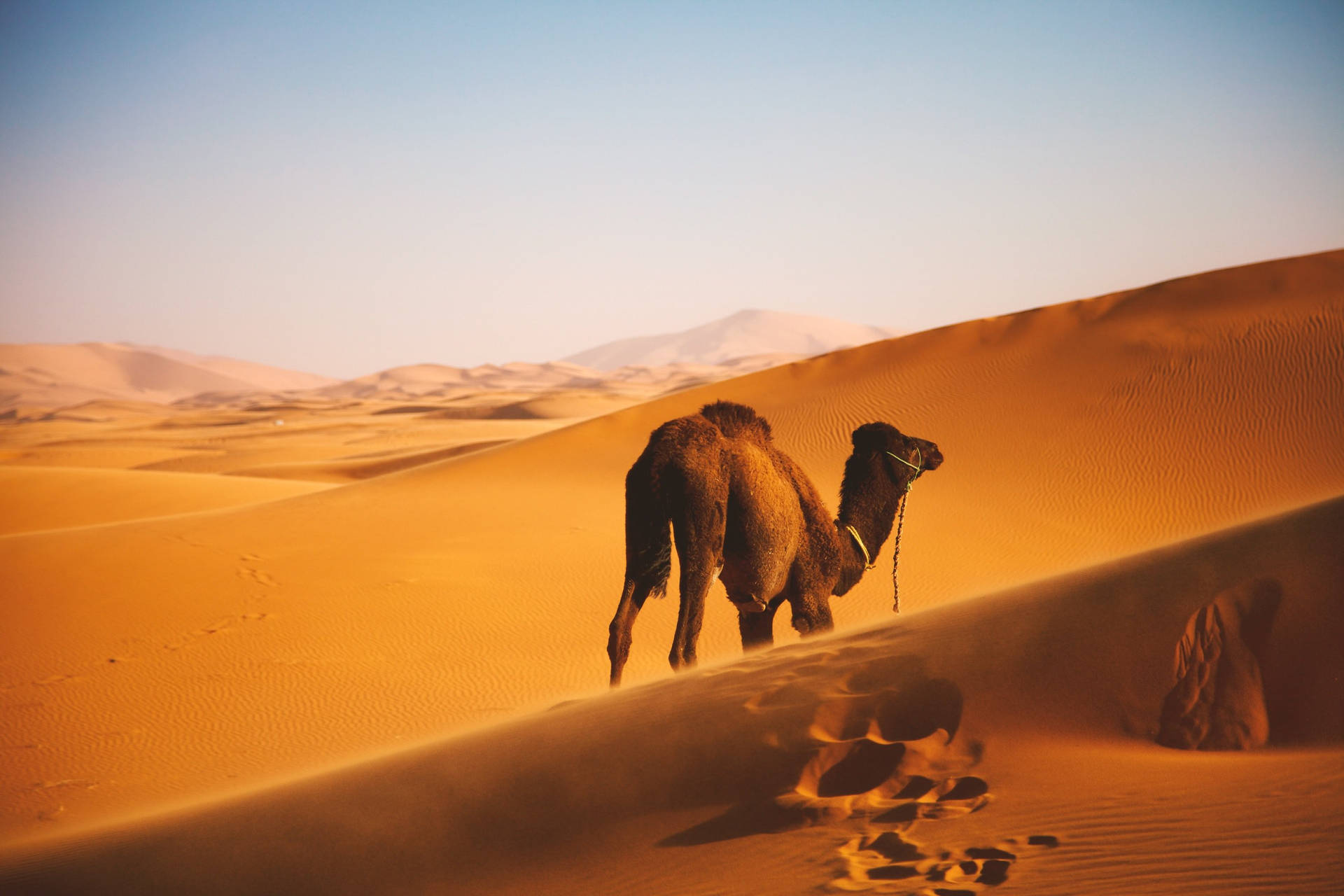 Brown Dromedary Camel Background