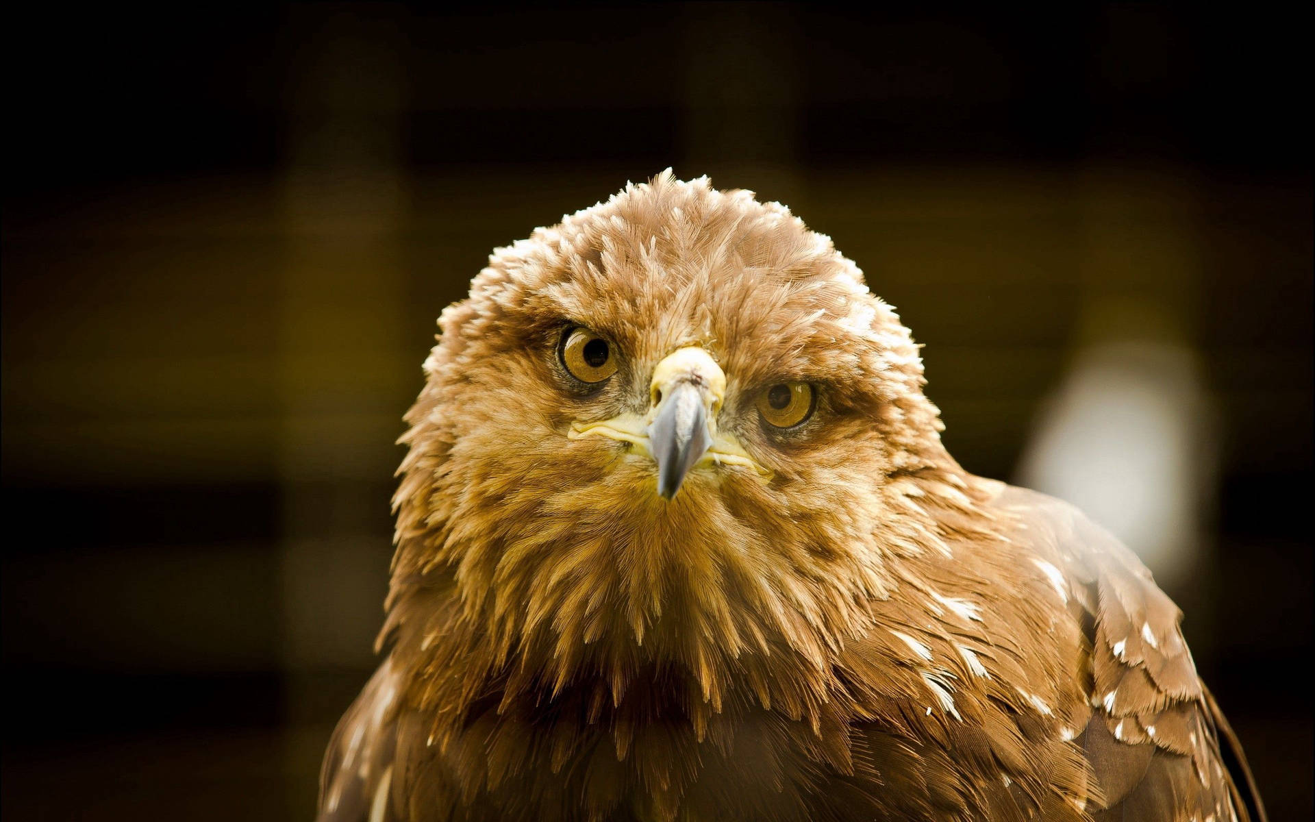 Brown Eagle Front View Background