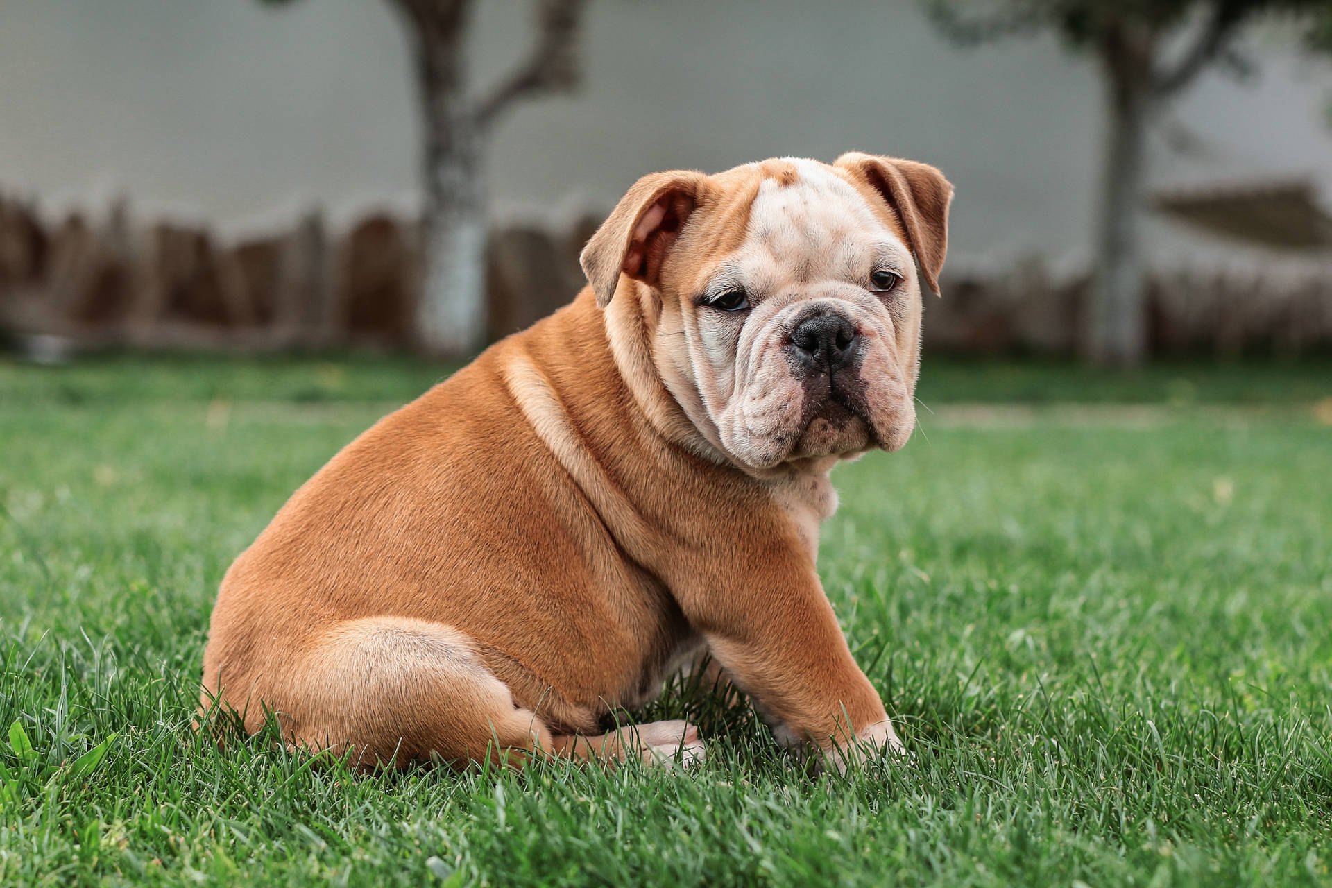 Brown English Bulldog Puppy Background