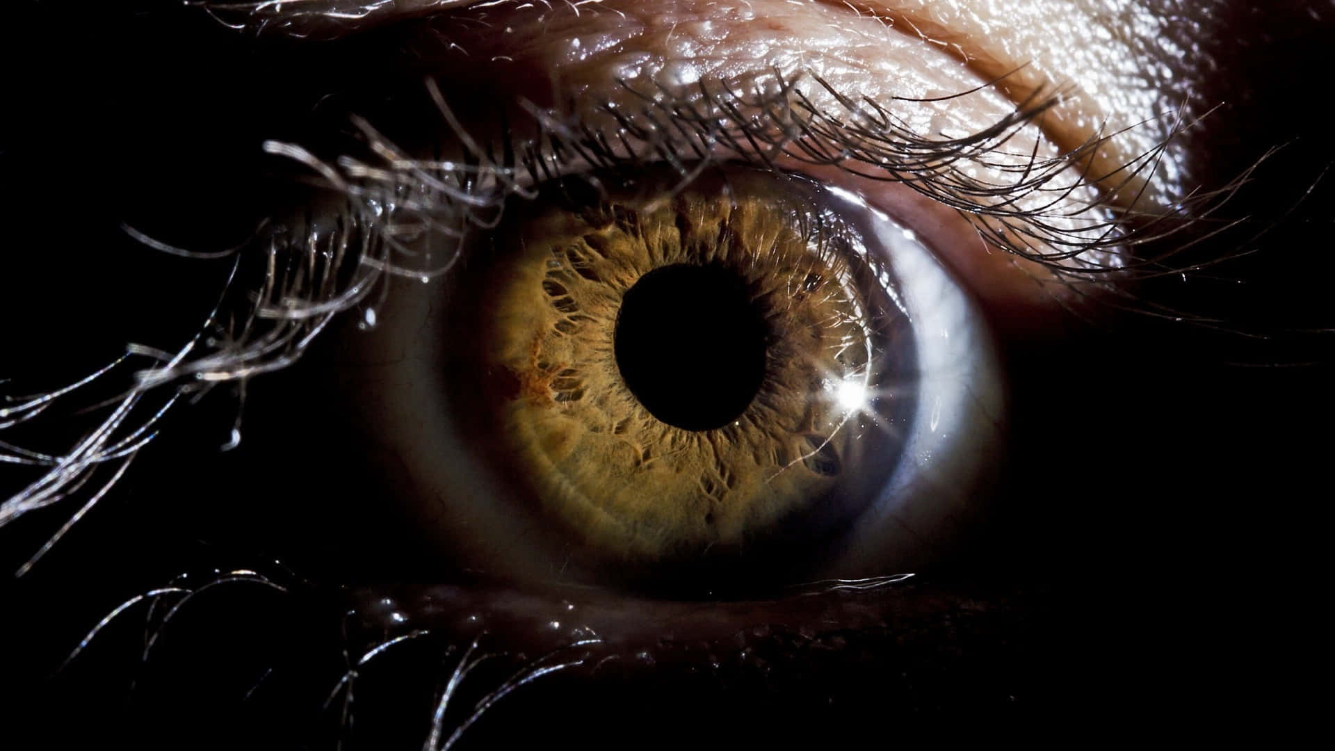 Brown Eye Closeup With Flare Background