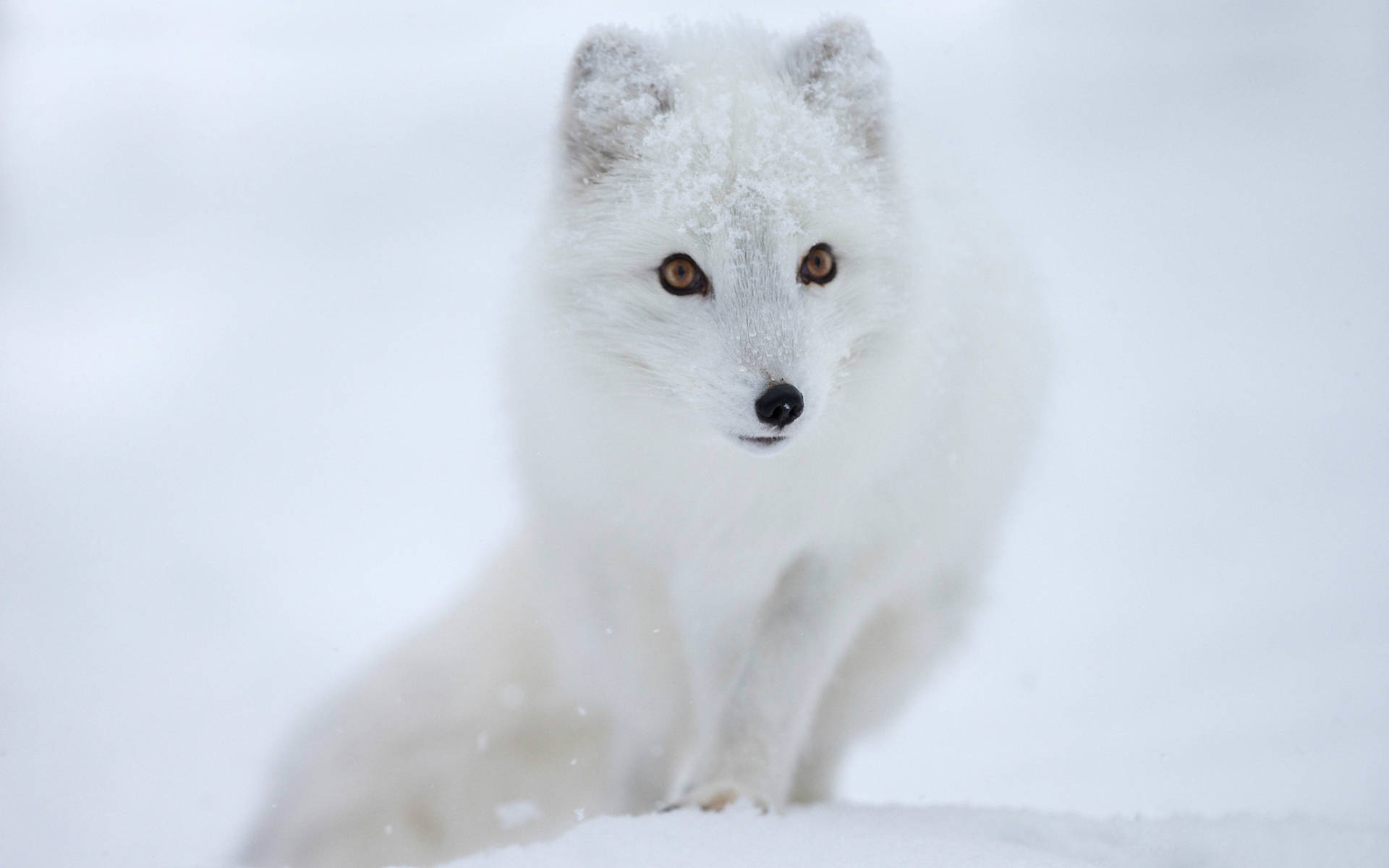 Brown-eyed Arctic White Fox Background