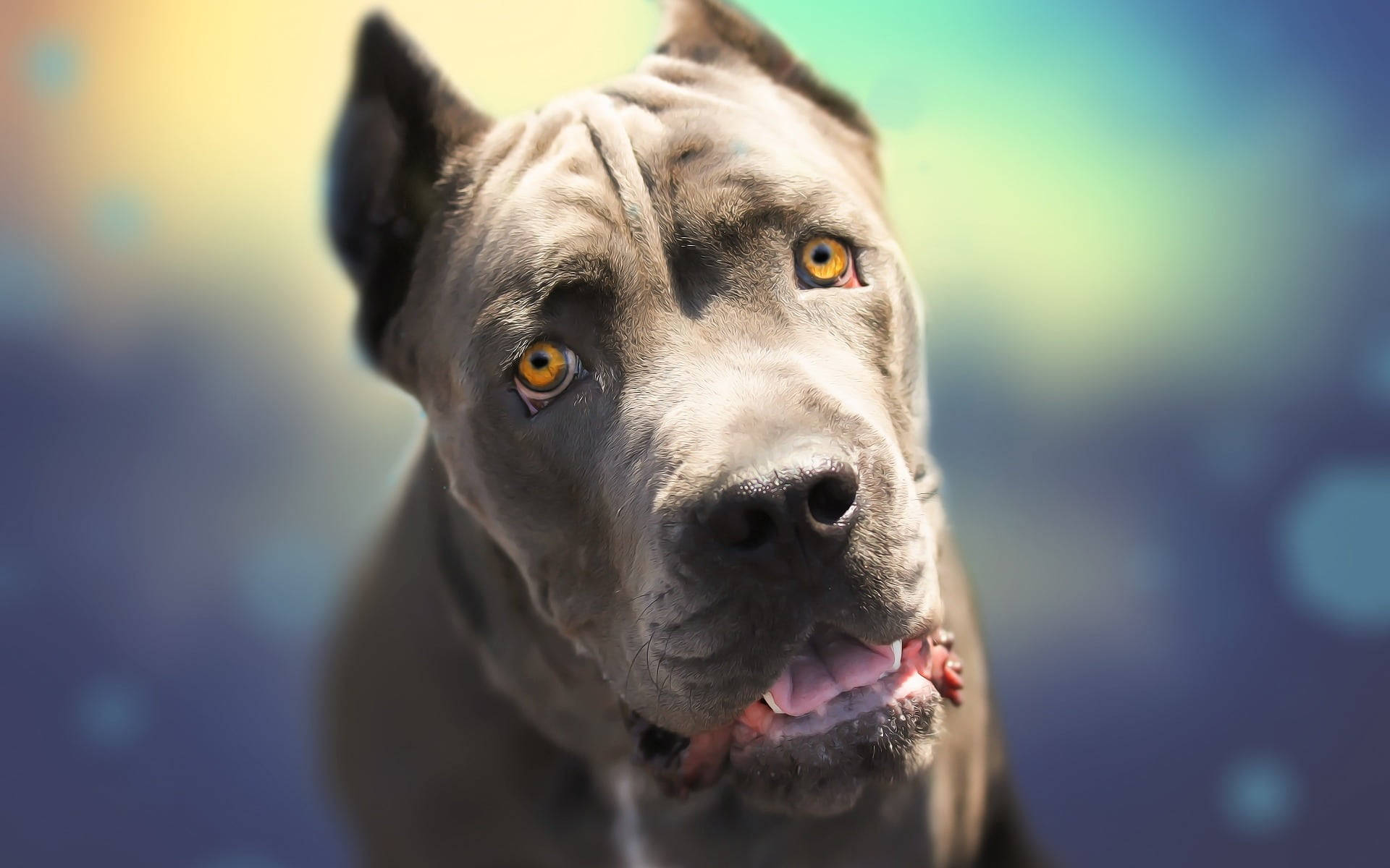 Brown-eyed Cane Corso Dog Background
