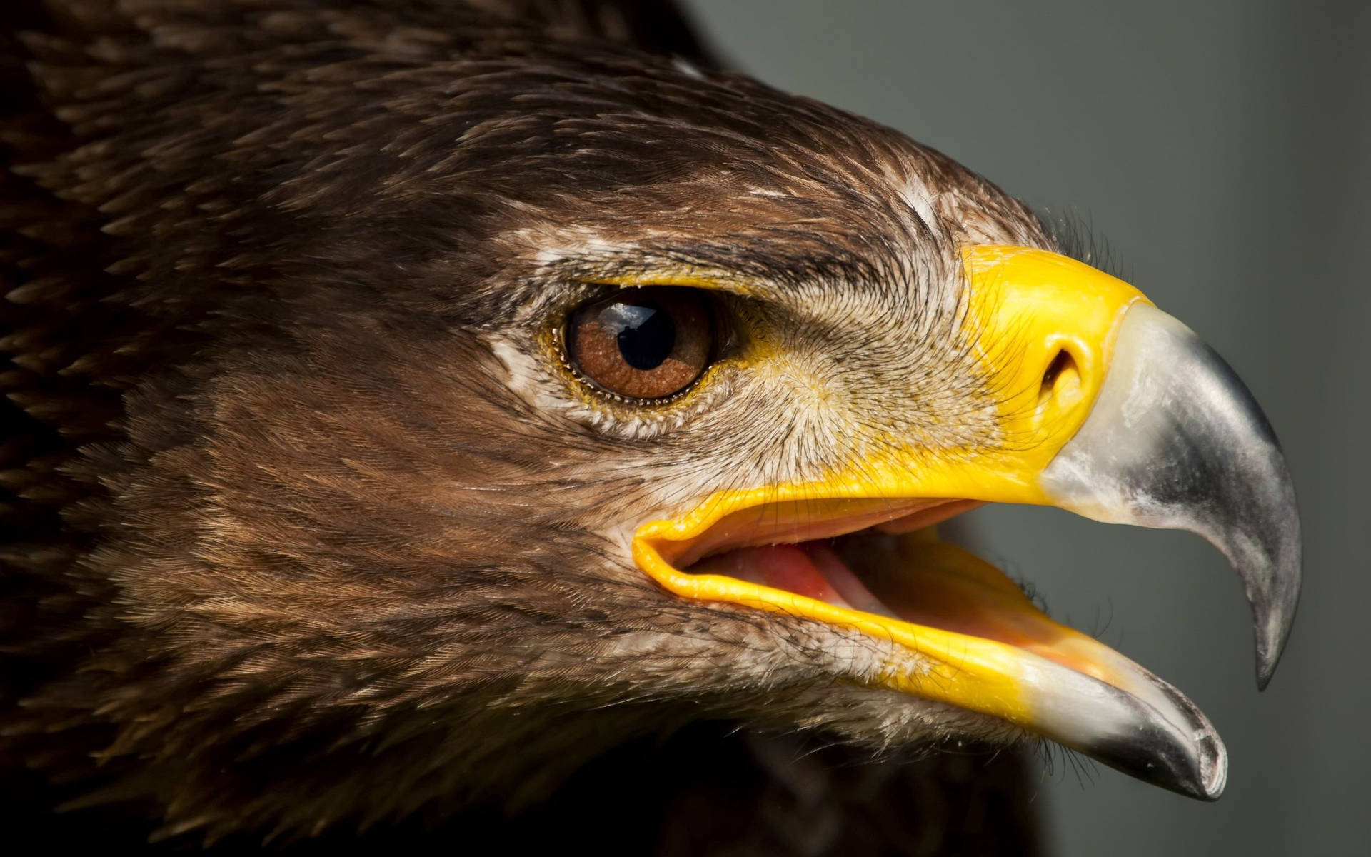 Brown Eyed Eagle Background