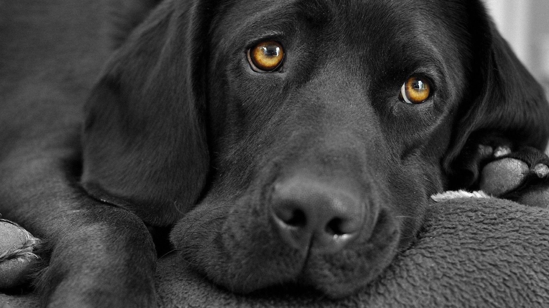 Brown-eyed Labrador Dog Background