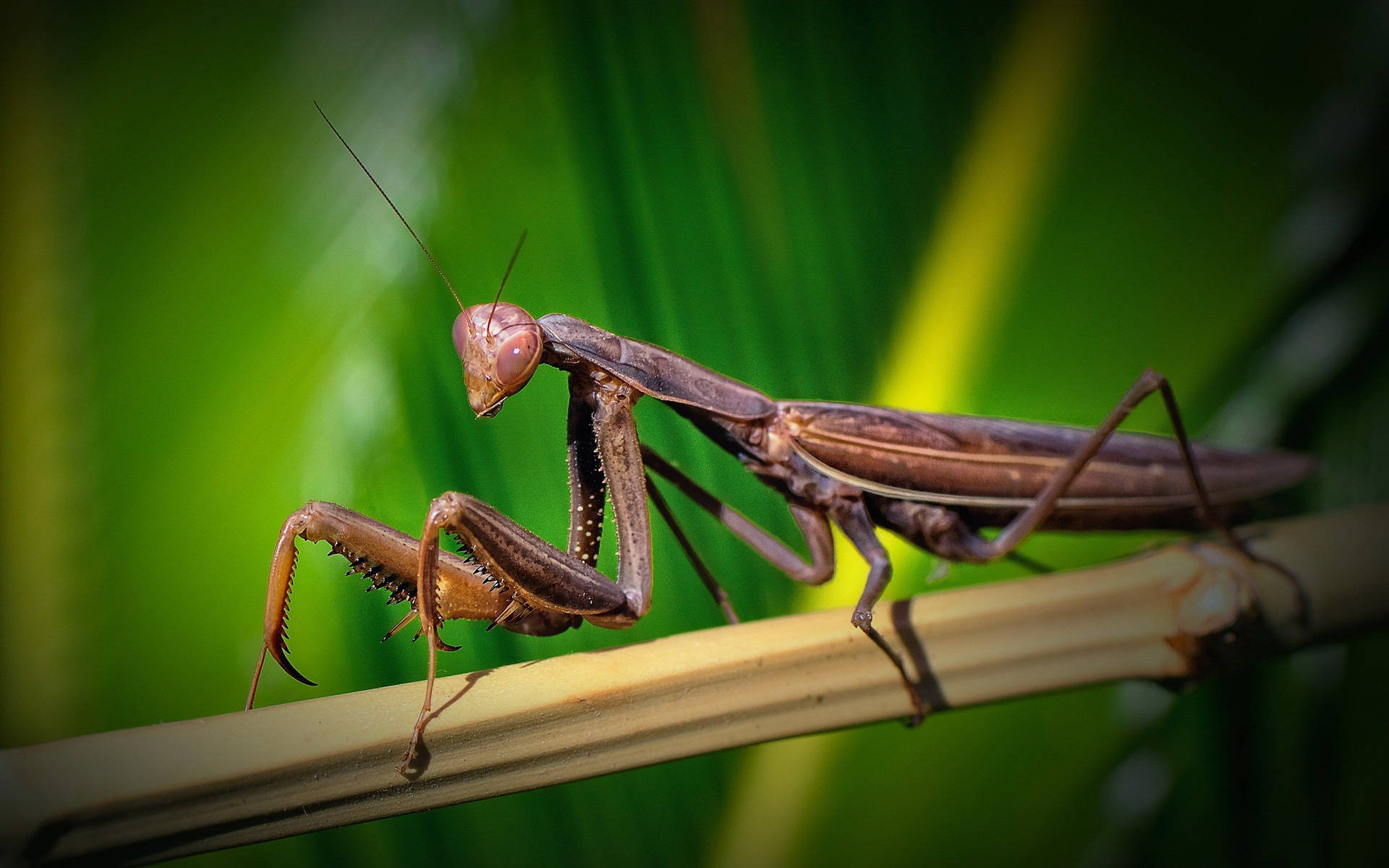 Brown-eyed Praying Mantis Background