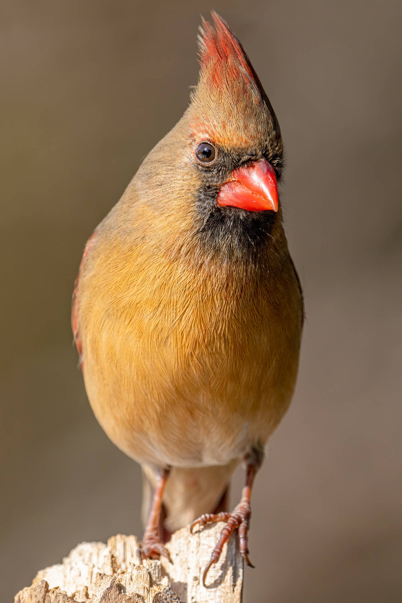 Brown Female Cardinal Background