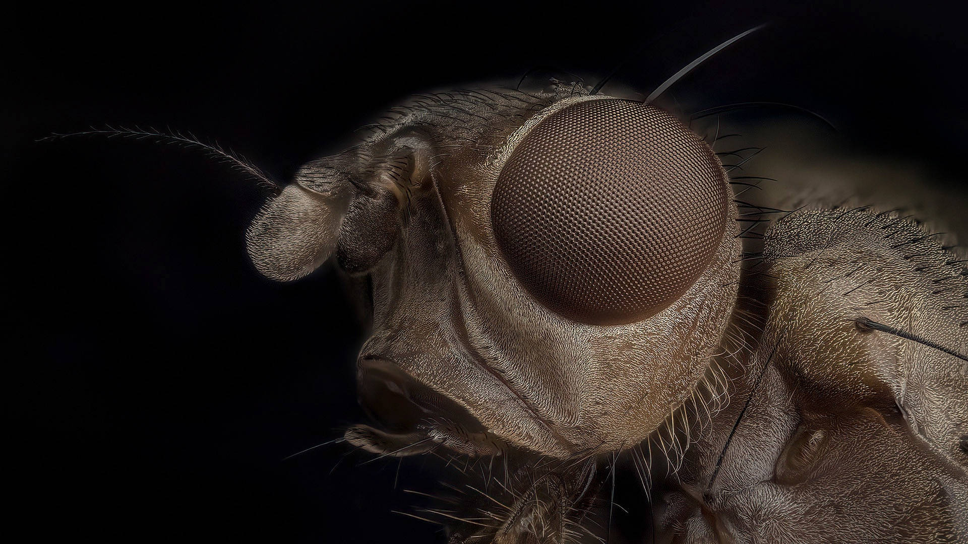 Brown Fly Background