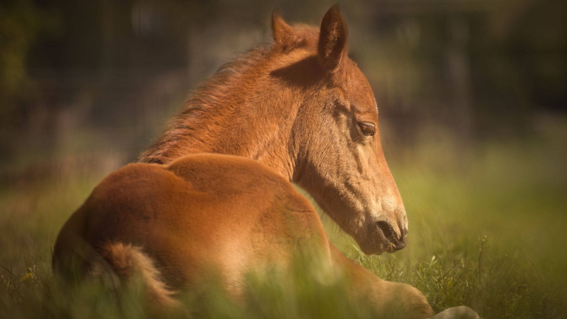 Brown Foal Back Angle With Vignette Effect Background