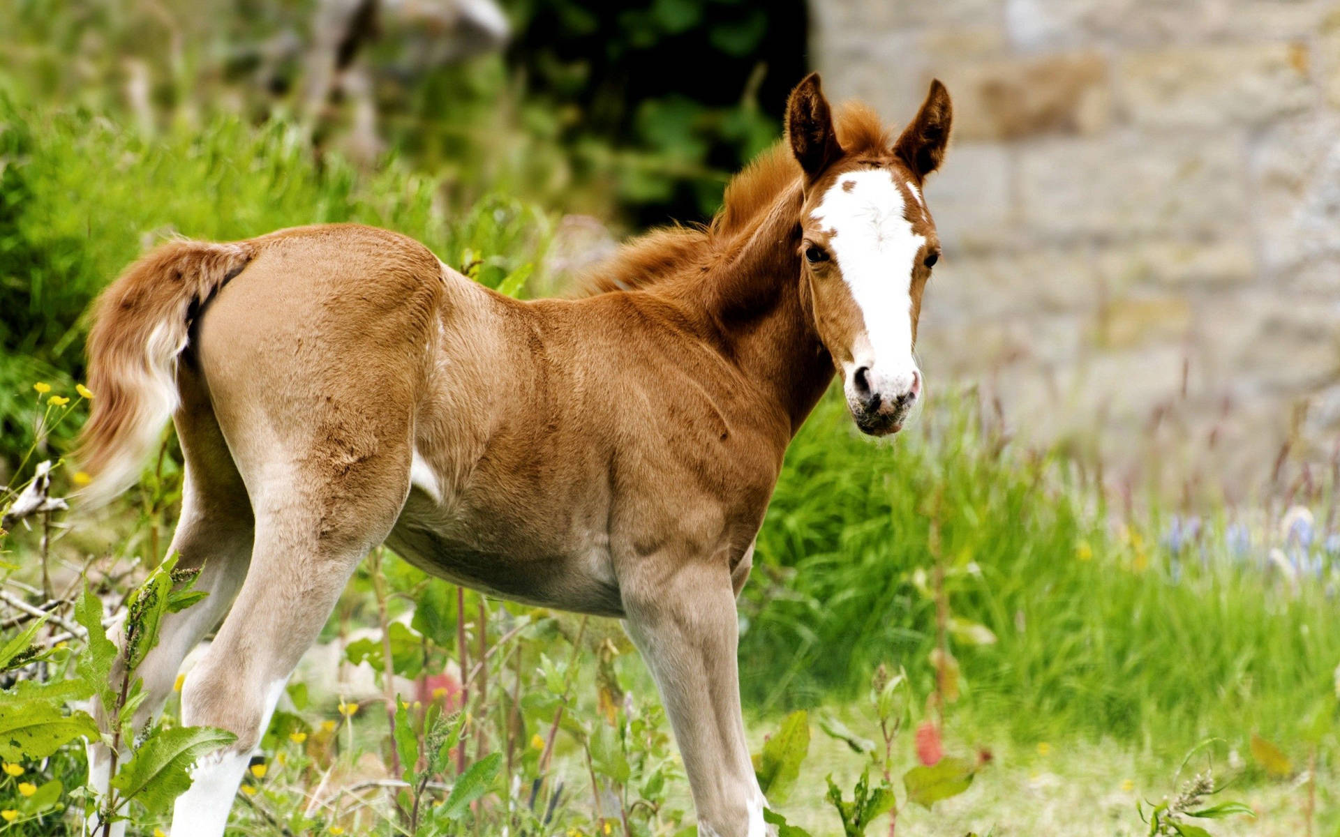 Brown Foal Side Angle Shot Background