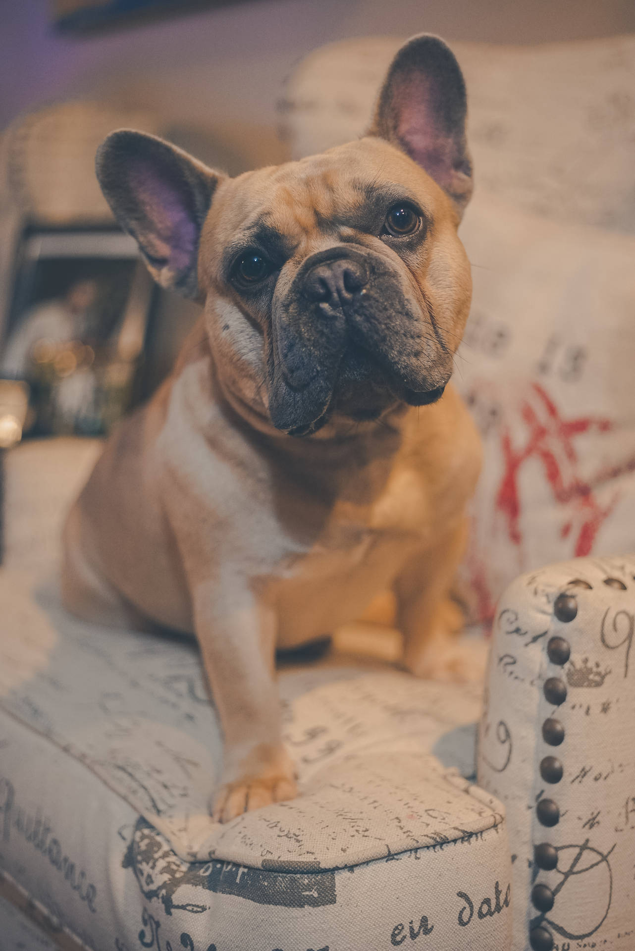 Brown French Bulldog On Couch