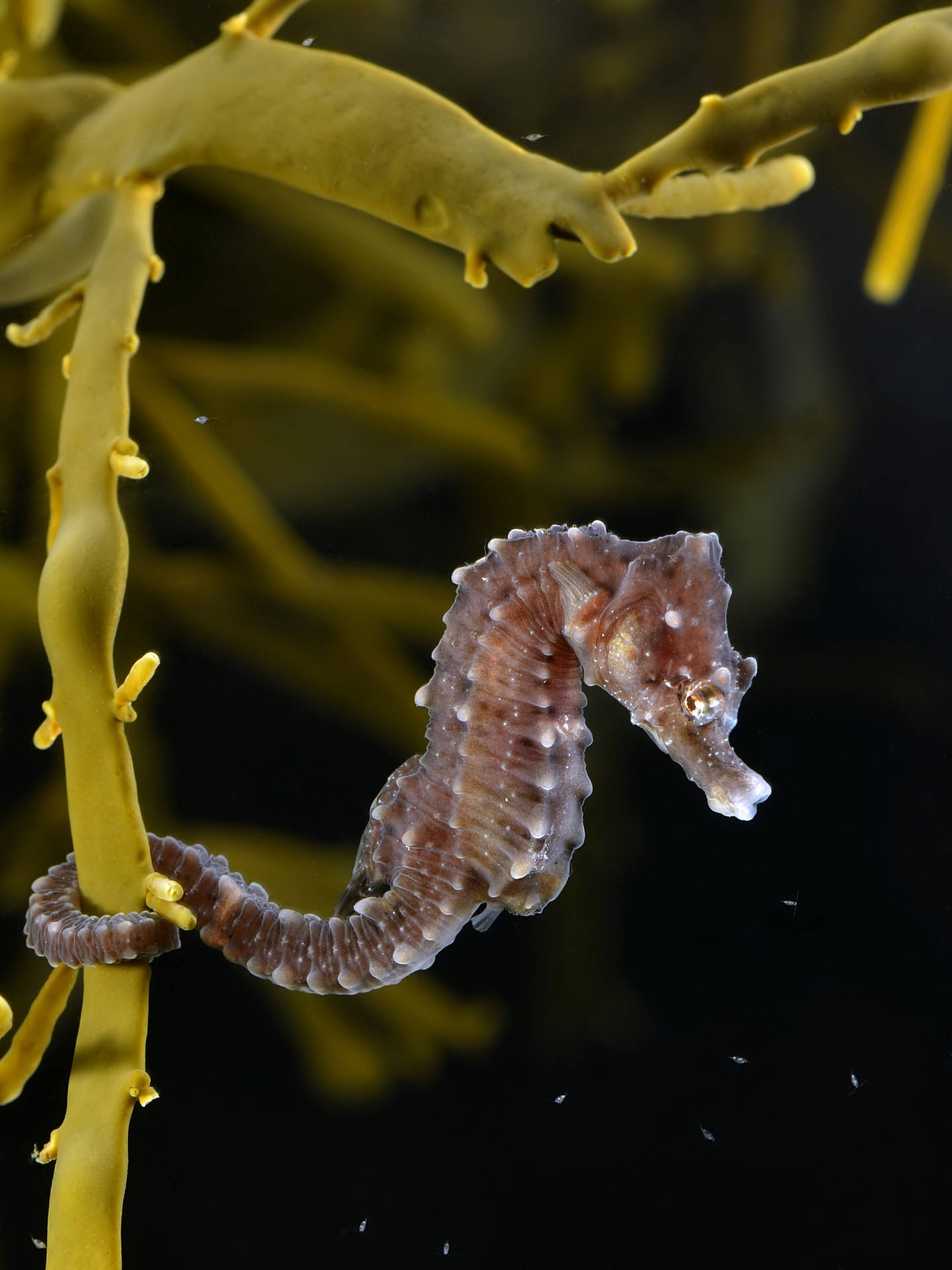 Brown Freshwater Seahorse Background