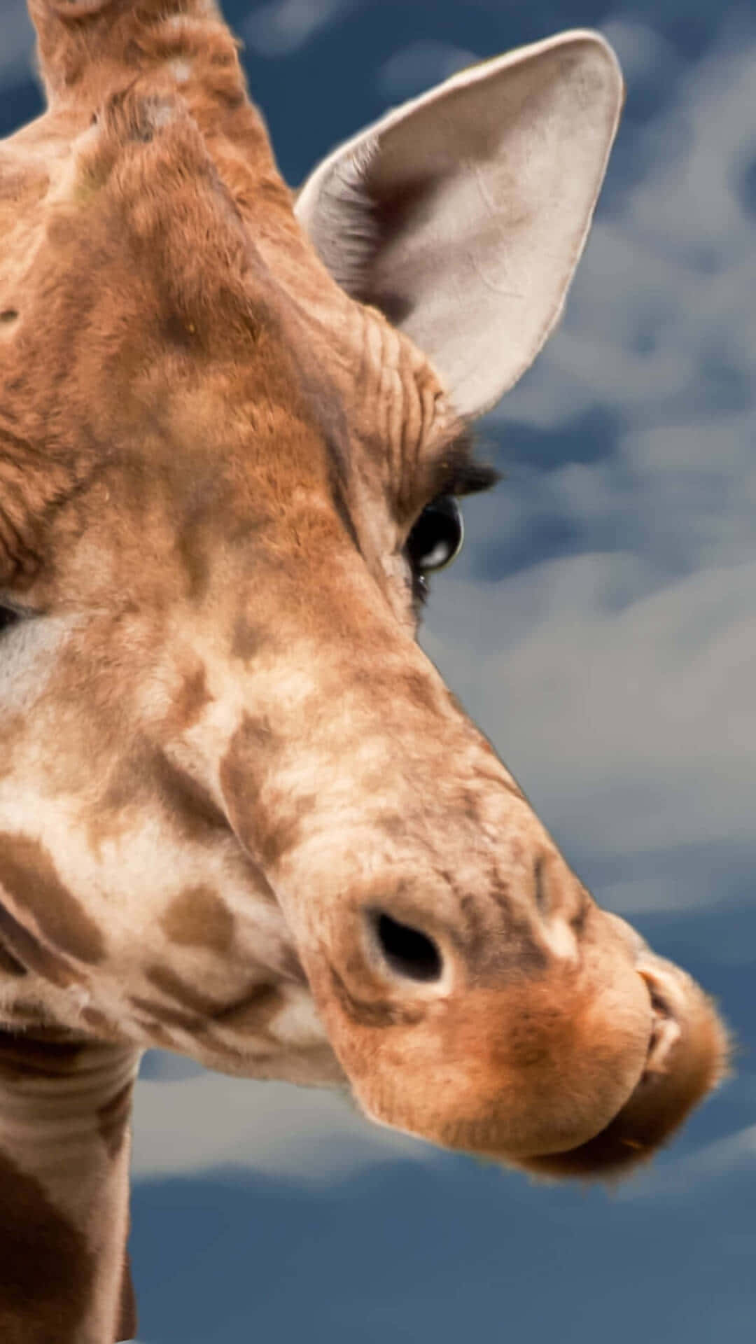 Brown Funny Giraffe Close Up Shot Background