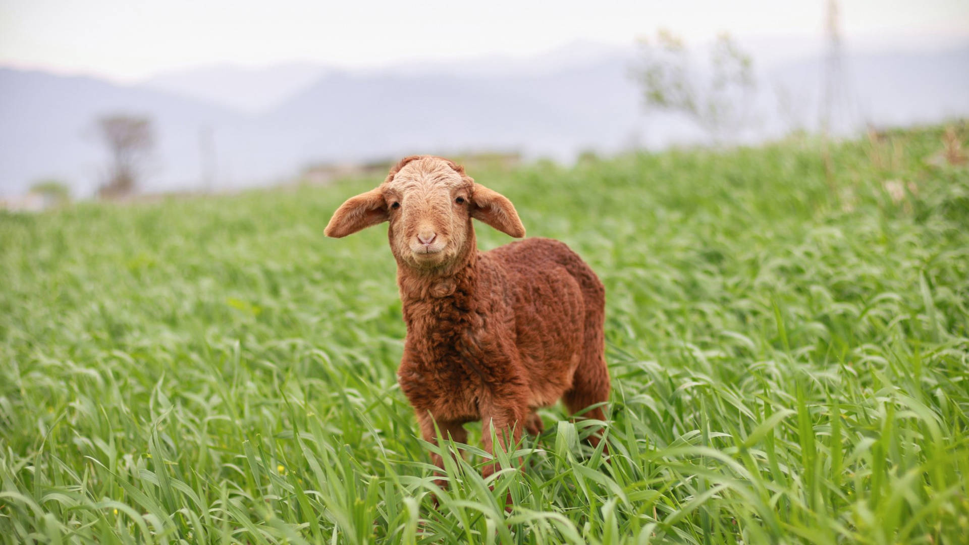 Brown Furry Baby Goat On Grassy Field Background