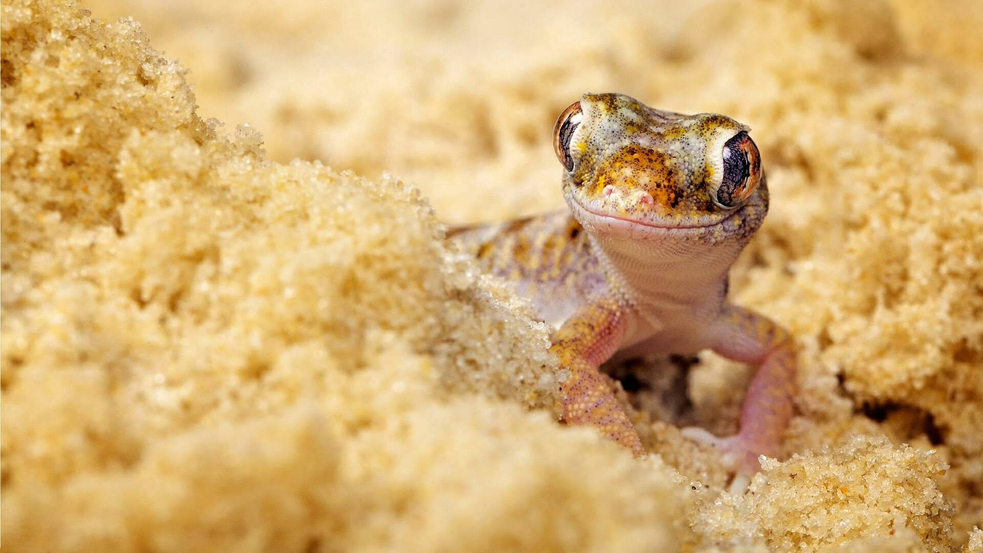 Brown Gecko On Dwarf Sand