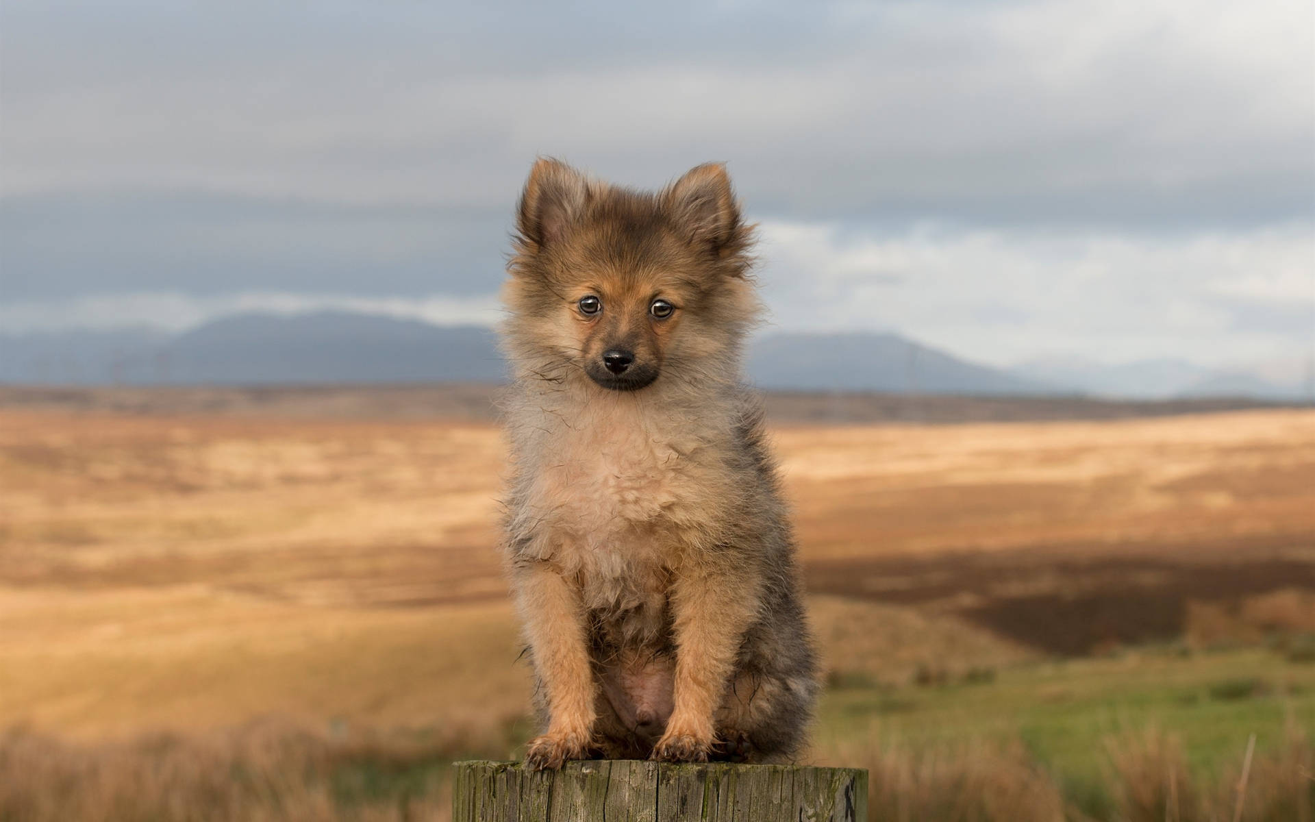 Brown German Spitz Cute Puppy Background