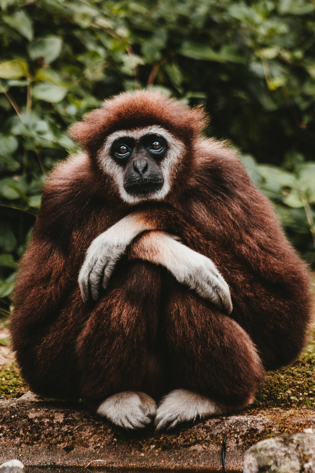 Brown Gibbon Portrait