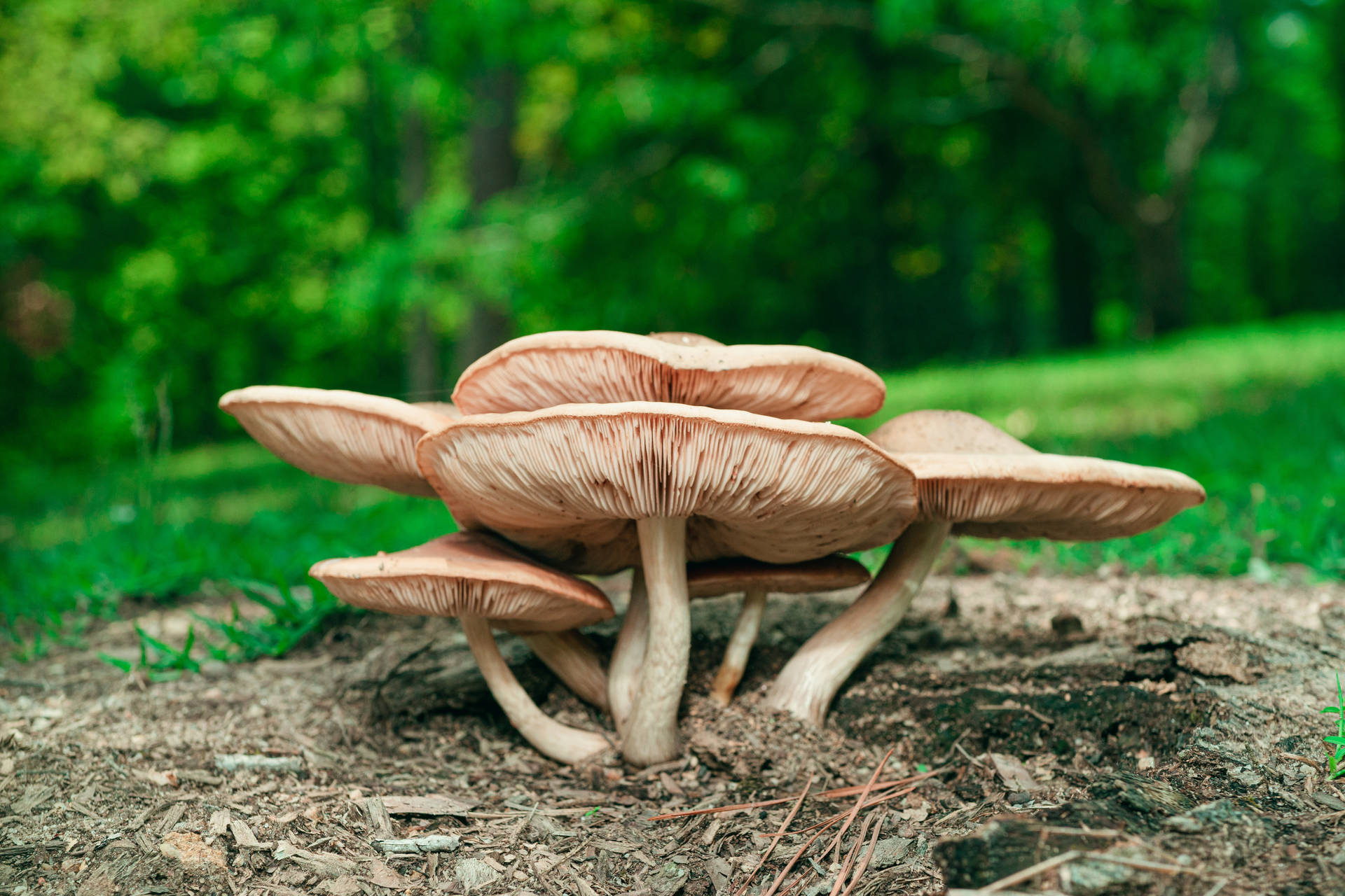 Brown Gilled Mushroom Background